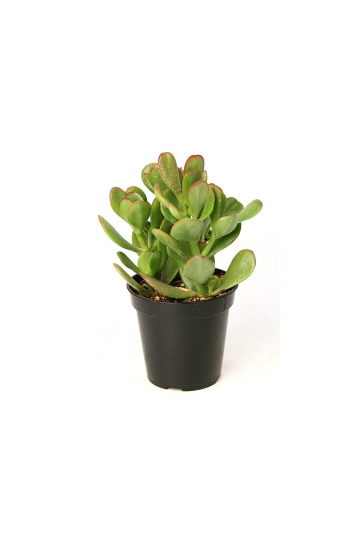 Para Çiçeği 15-20 Cm Boyunda Sağlıklı Çiçekler