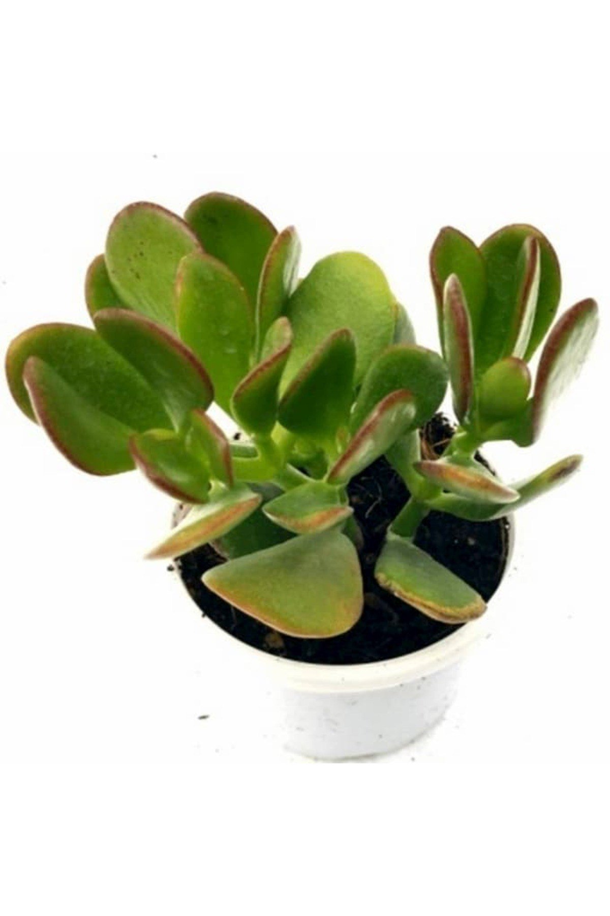 Para Çiçeği 3'lü Crassula Ovata Sukulent Fidanı 3 Adet 10-20 cm