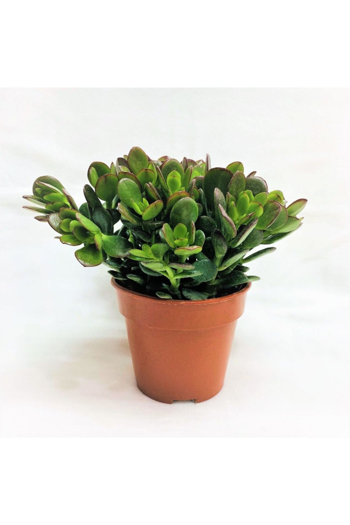Para Çiçeği 3'lü Crassula Ovata Sukulent Fidanı 3 Adet 10-20 cm