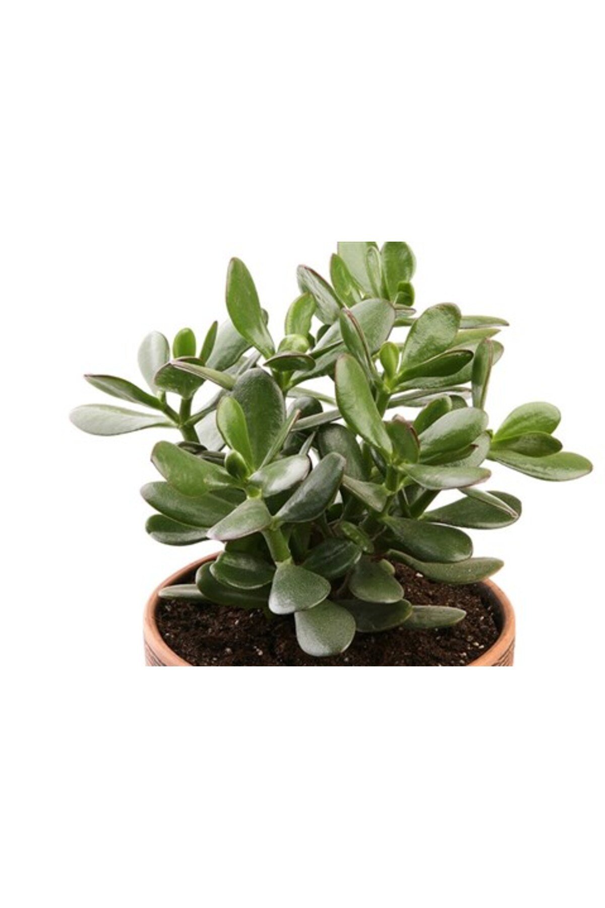 Para Çiçeği 3'lü Crassula Ovata Sukulent Fidanı 3 Adet 10-20 cm