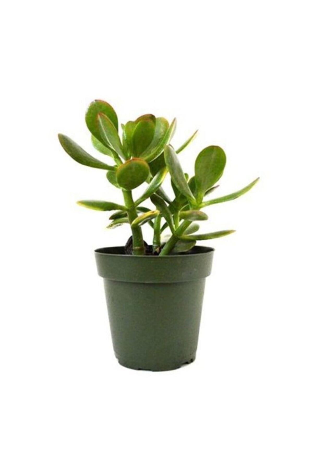 Para Çiçeği 8.5 cm Saksıda Crassula Ovata 10-20 cm