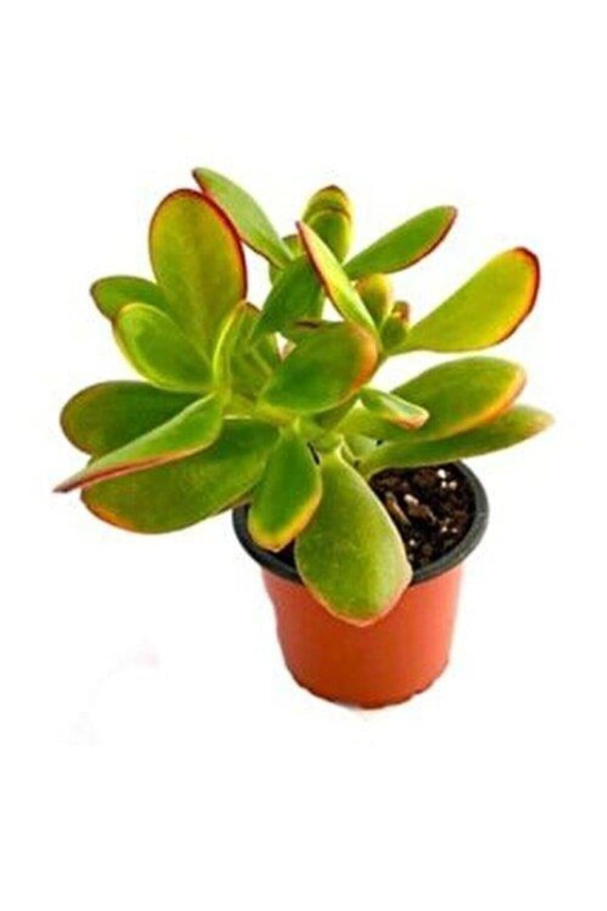 Para Çiçeği 8.5 cm Saksıda Crassula Ovata 10-20 cm
