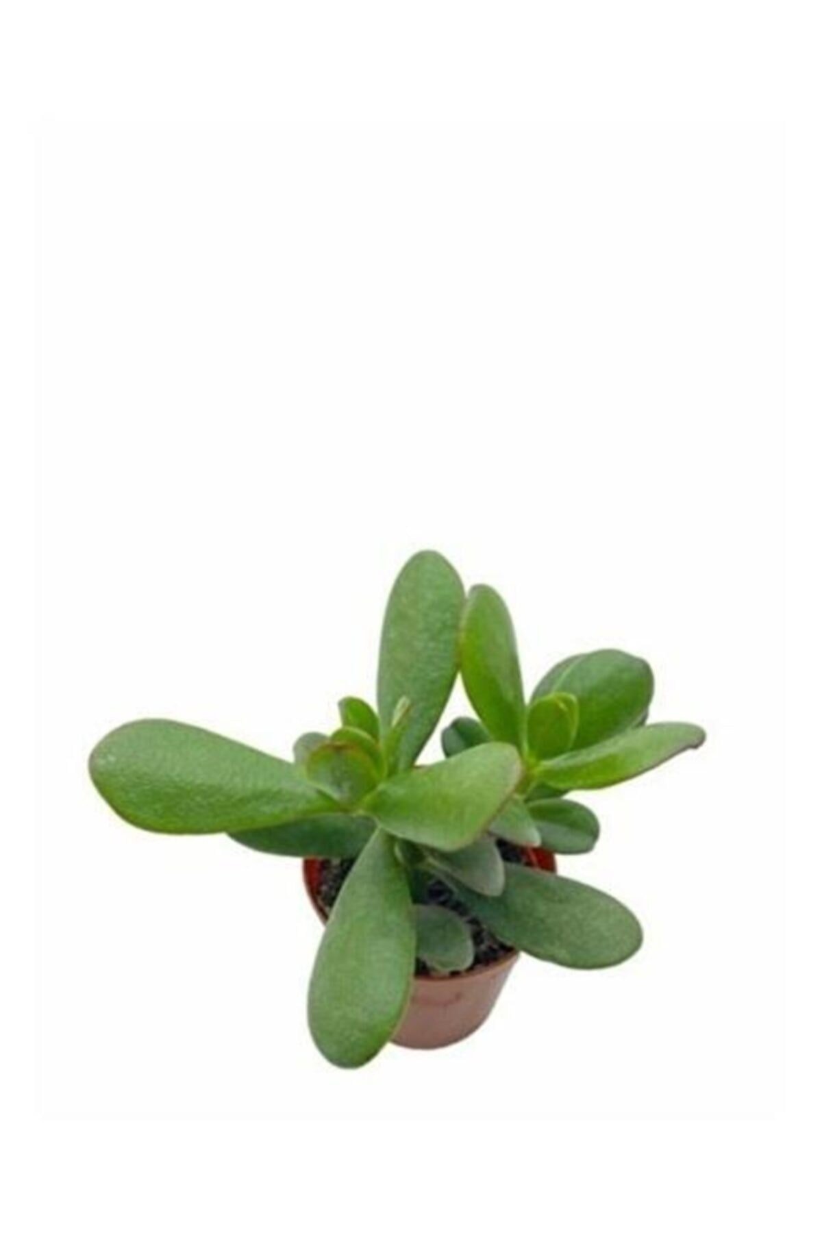 Para Çiçeği 8.5 cm Saksıda Crassula Ovata 10-20 cm