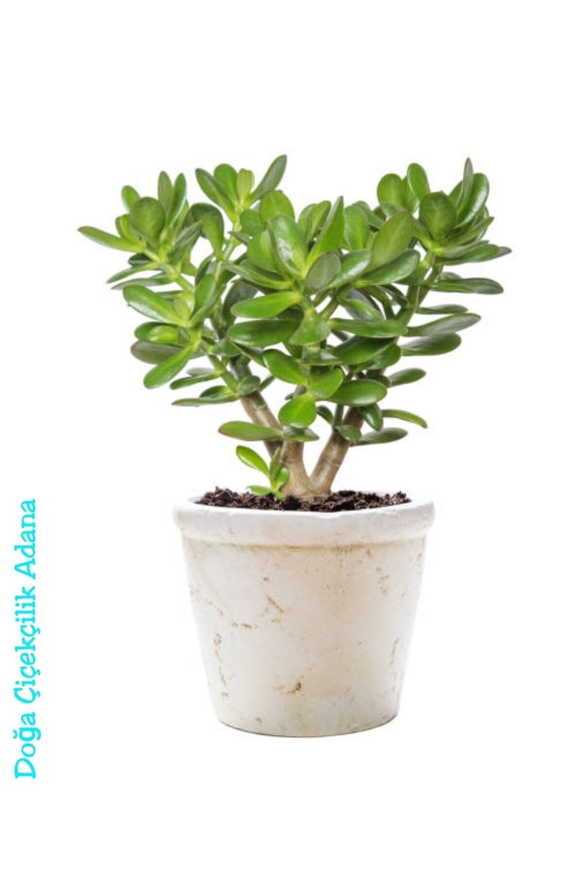 Para Çiçeği Bereket Ağacı Crassula Ovatapara Çiçeği Bereket Ağacı Crassula Ovata