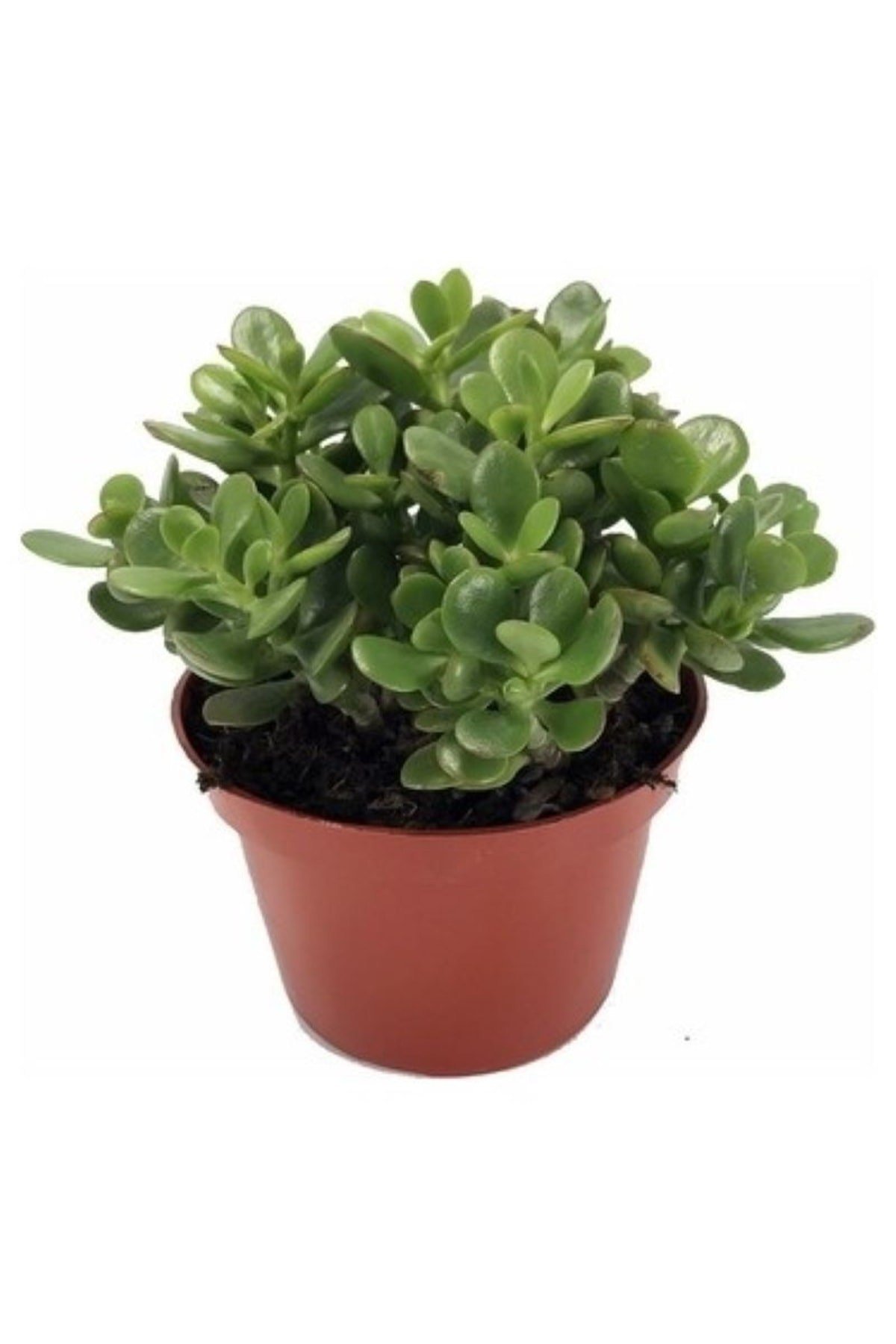 Para Çiçeği (CRASSULA OVATA)