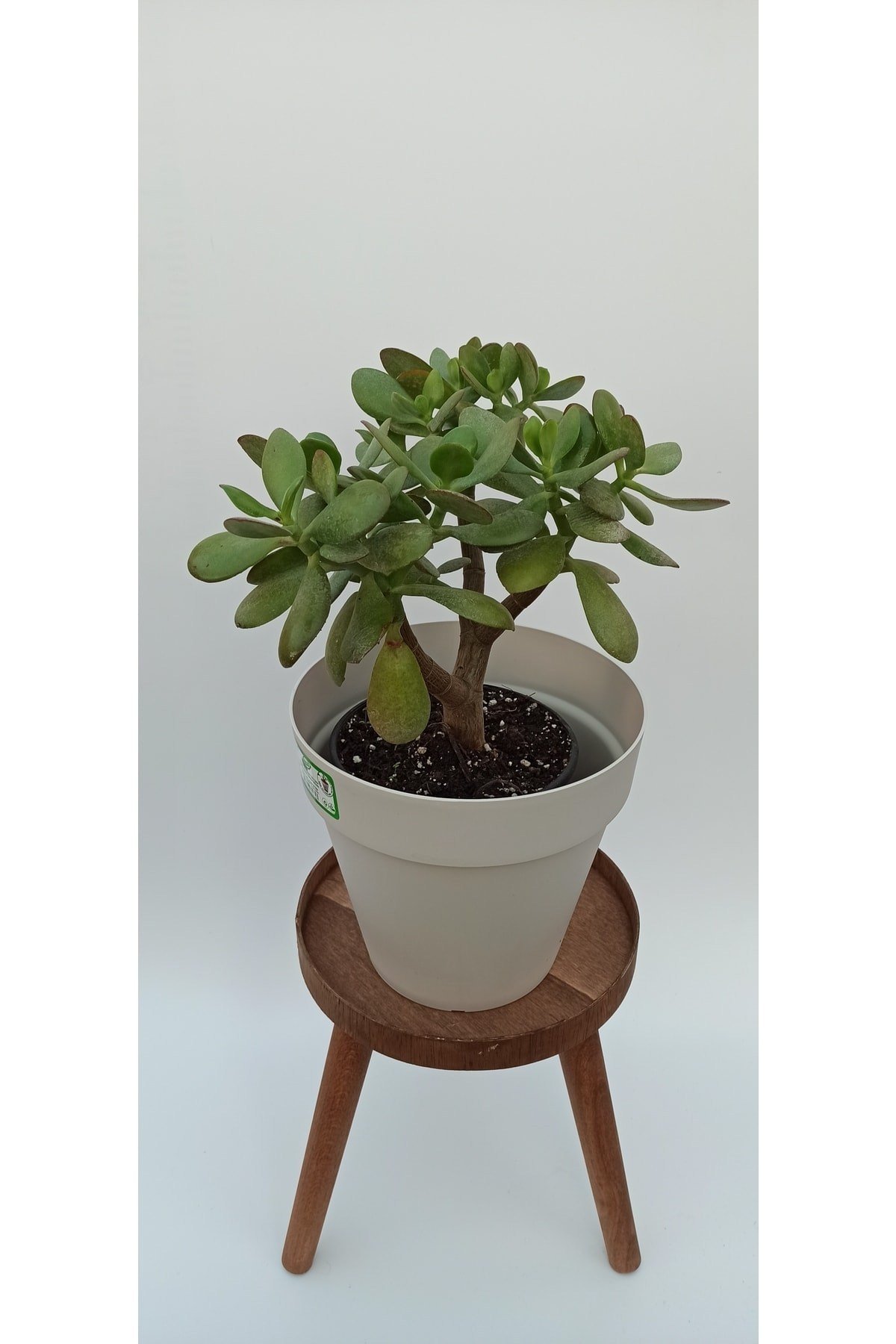 Para Çiçeği (CRASSULA OVATA)