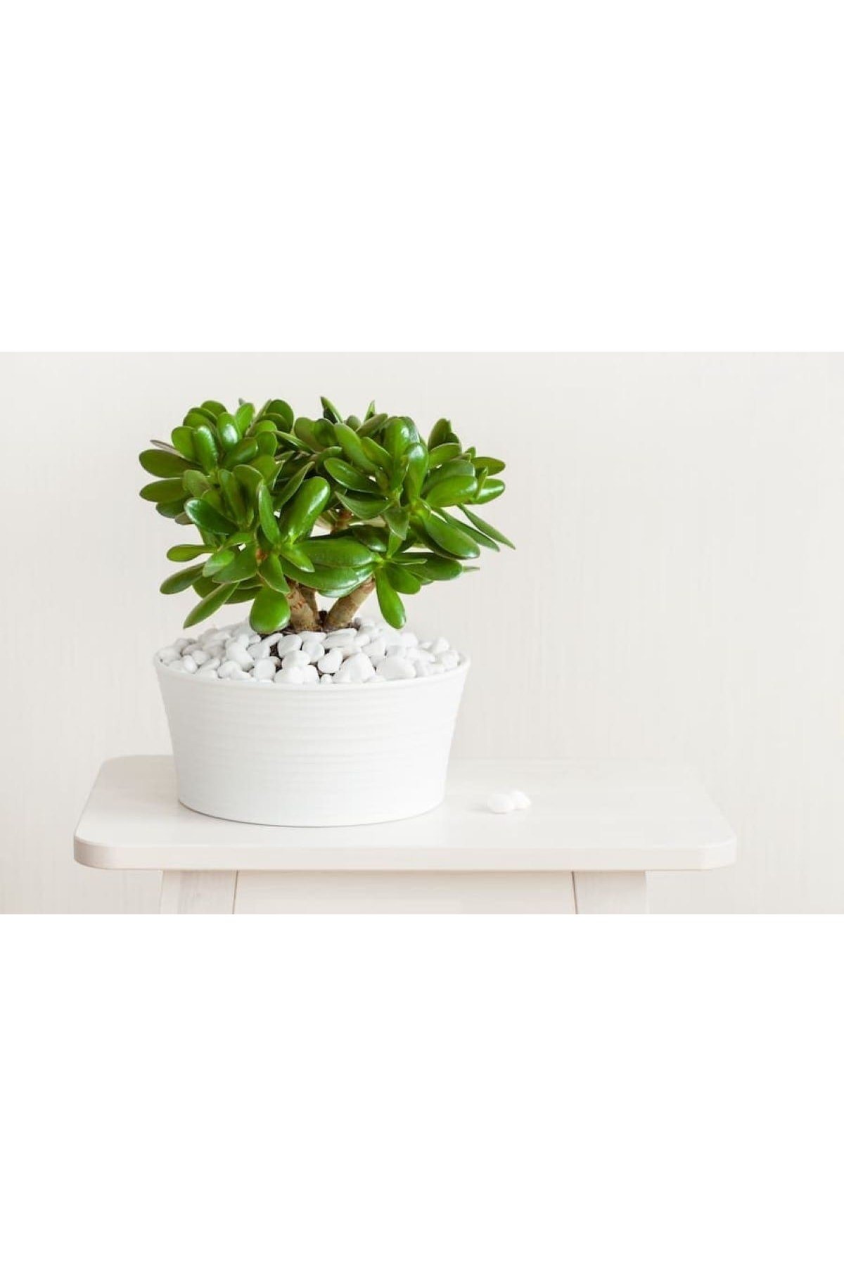 Para Çiçeği (CRASSULA OVATA)