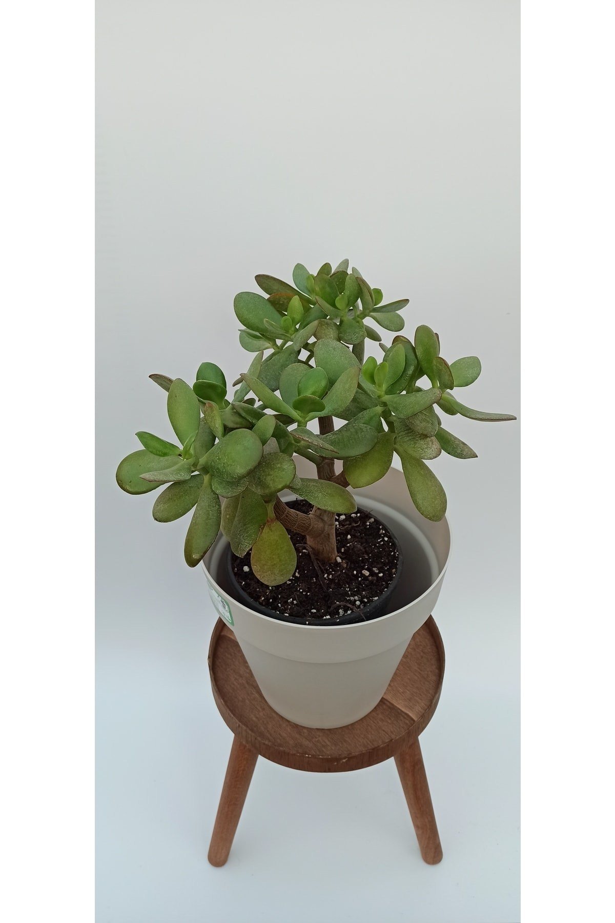 Para Çiçeği (CRASSULA OVATA)