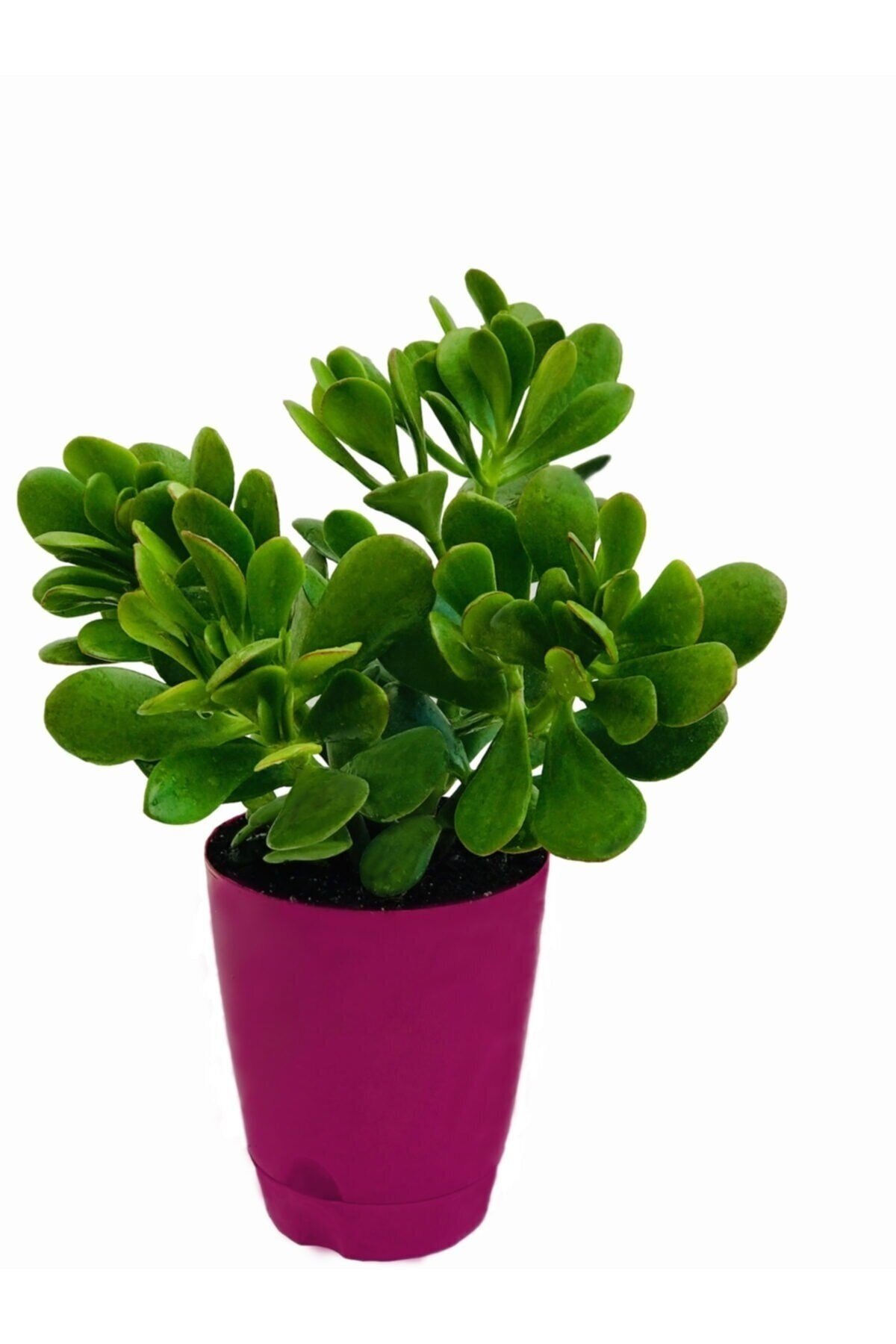 Para Çiçeği (CRASSULA OVATA)