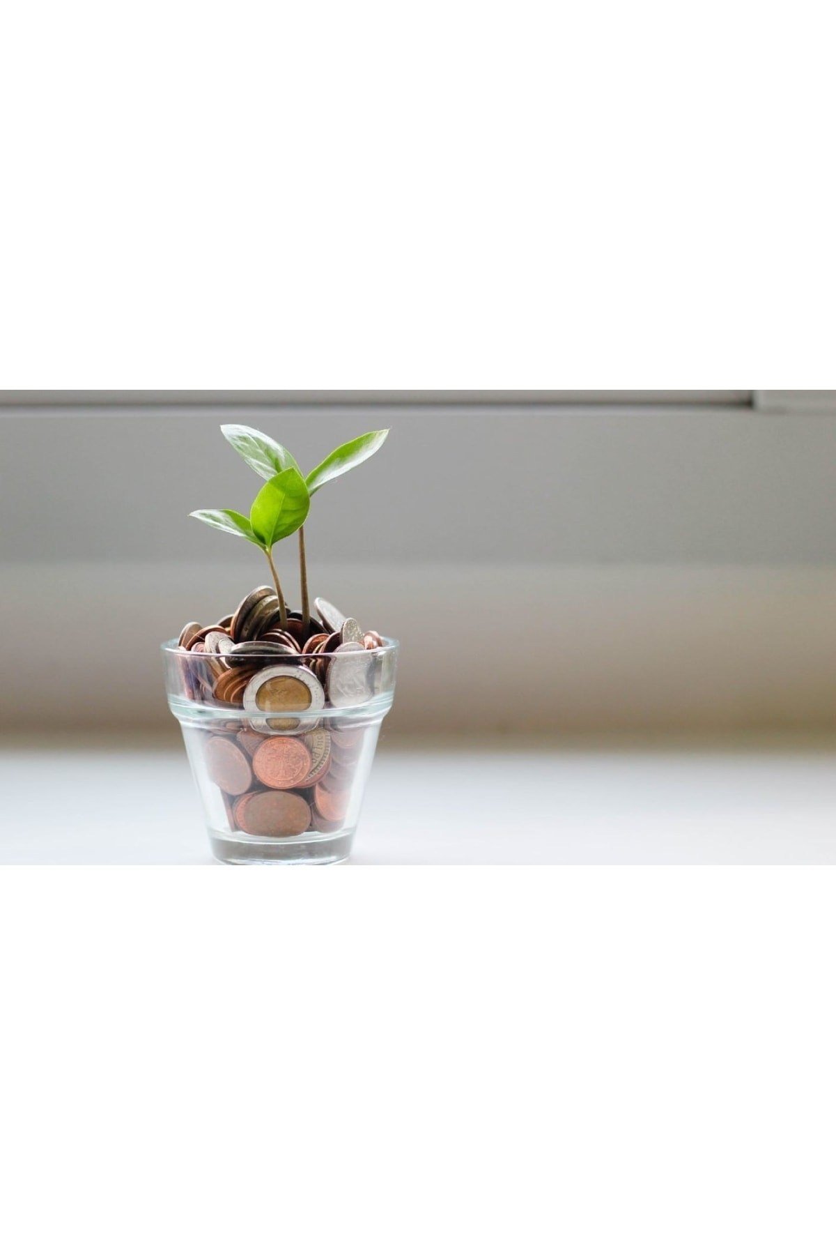 Para Çiçeği (CRASSULA OVATA)