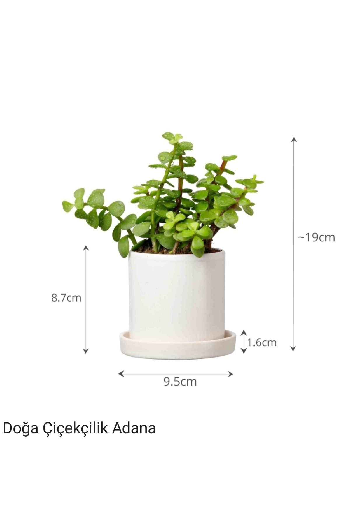 Para Çiçeği Özel Saksıda Afra Portulacaria