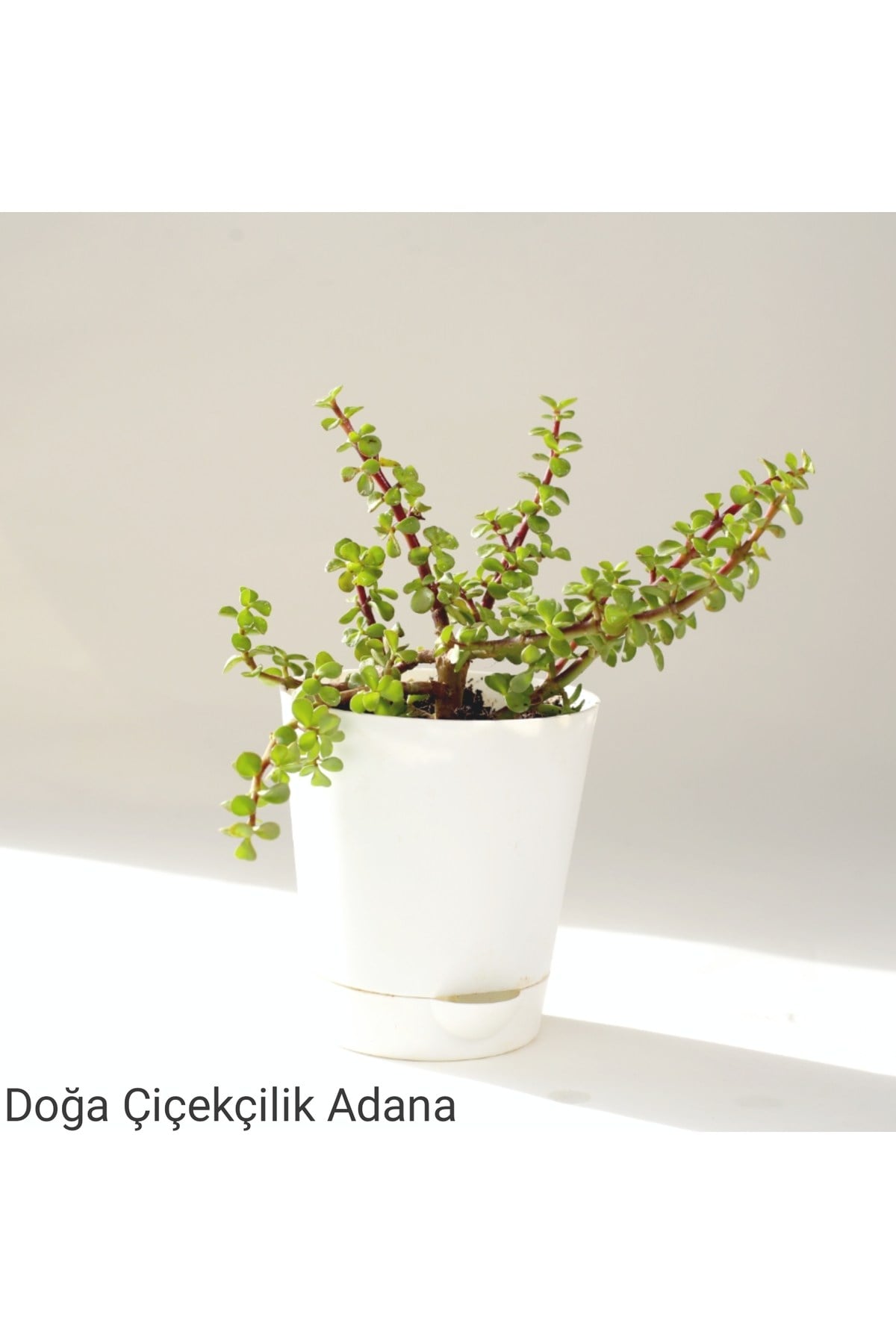 Para Çiçeği Özel Saksıda Afra Portulacaria