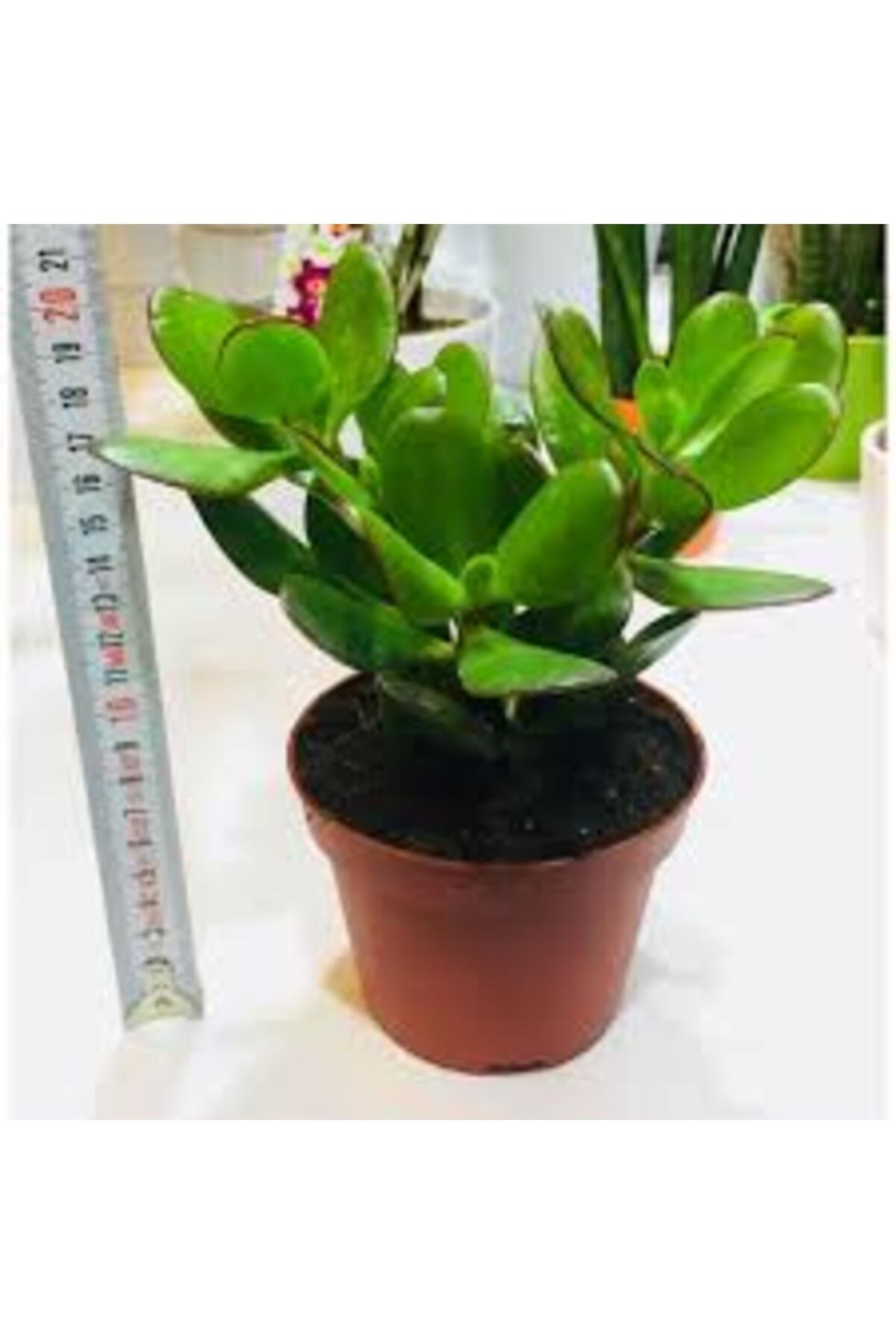 Para Çiçeği Sukulent 10-20 cm Money Flower Succulent