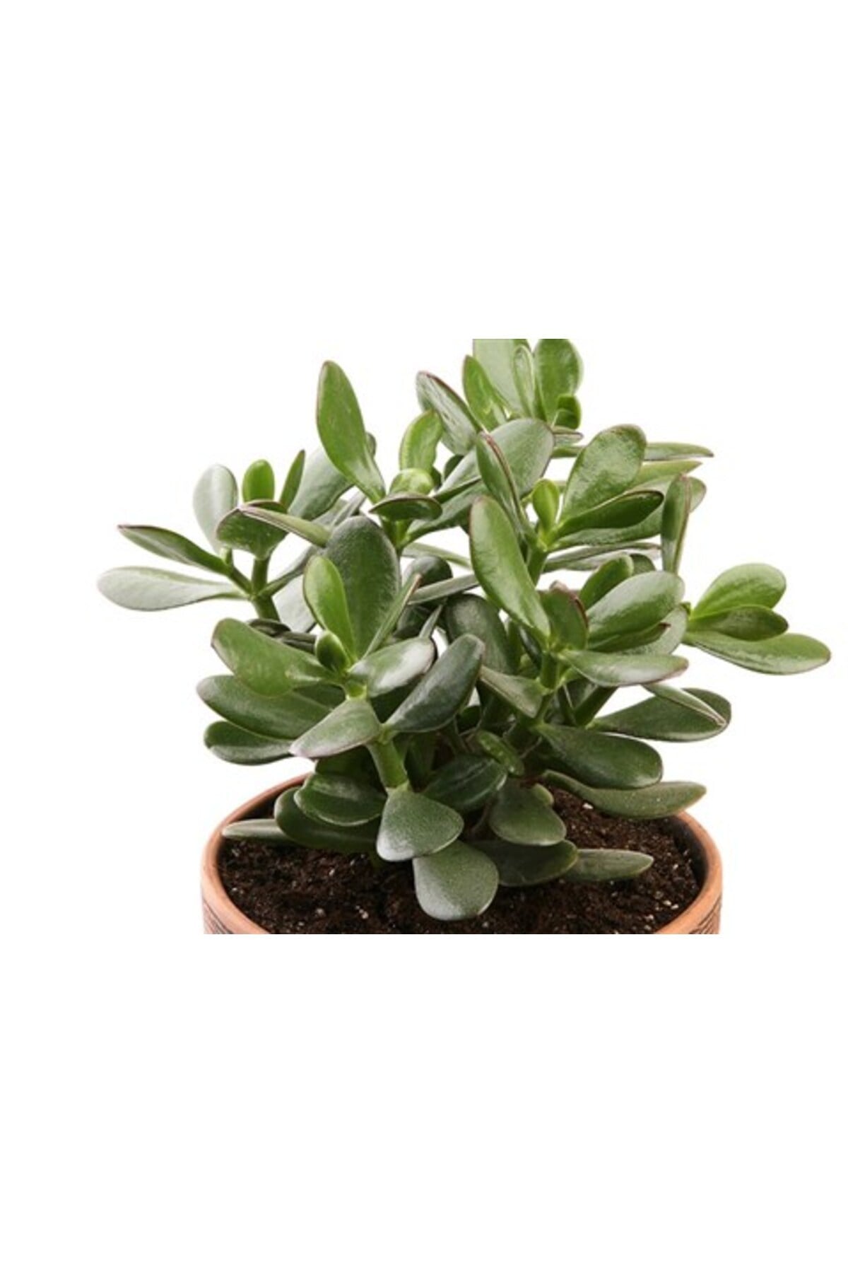 Para Çiçeği Sukulent 10-20 cm Money Flower Succulent