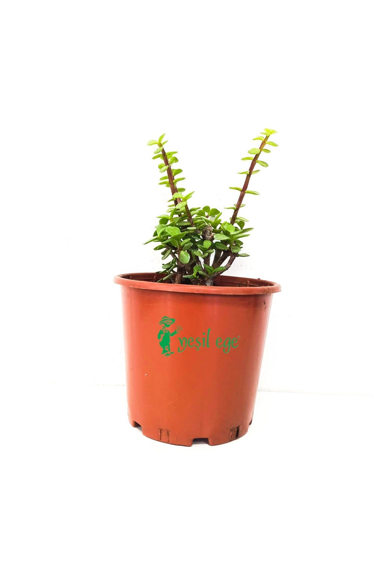 Para Çiçeği/yeşim Ağacı/ Portulacaria Afra Variegata-38 Cm