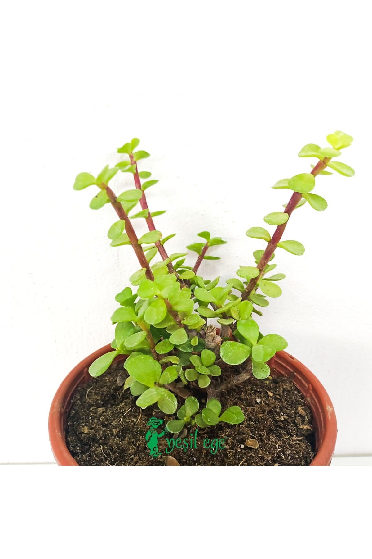 Para Çiçeği/yeşim Ağacı/ Portulacaria Afra Variegata-38 Cm