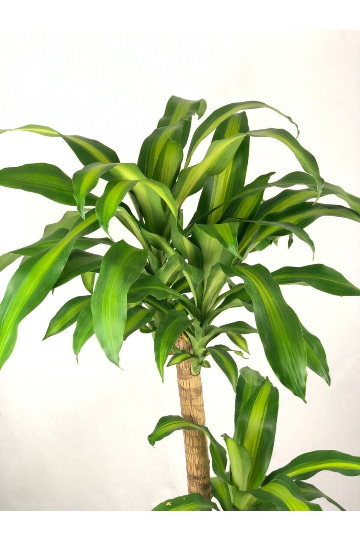 Parmia Garden Dracaena Massengena - 2 Gövdeli