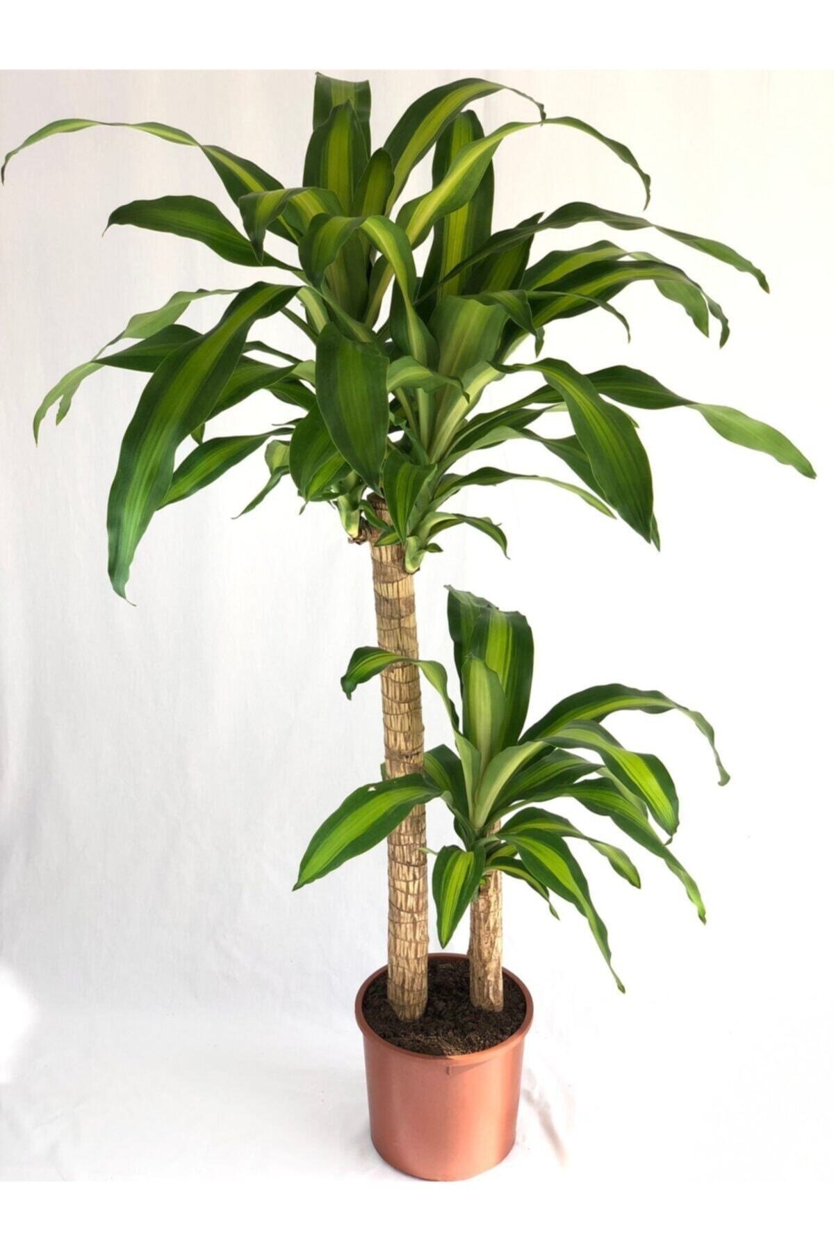 Parmia Garden Dracaena Massengena - 2 Gövdeli