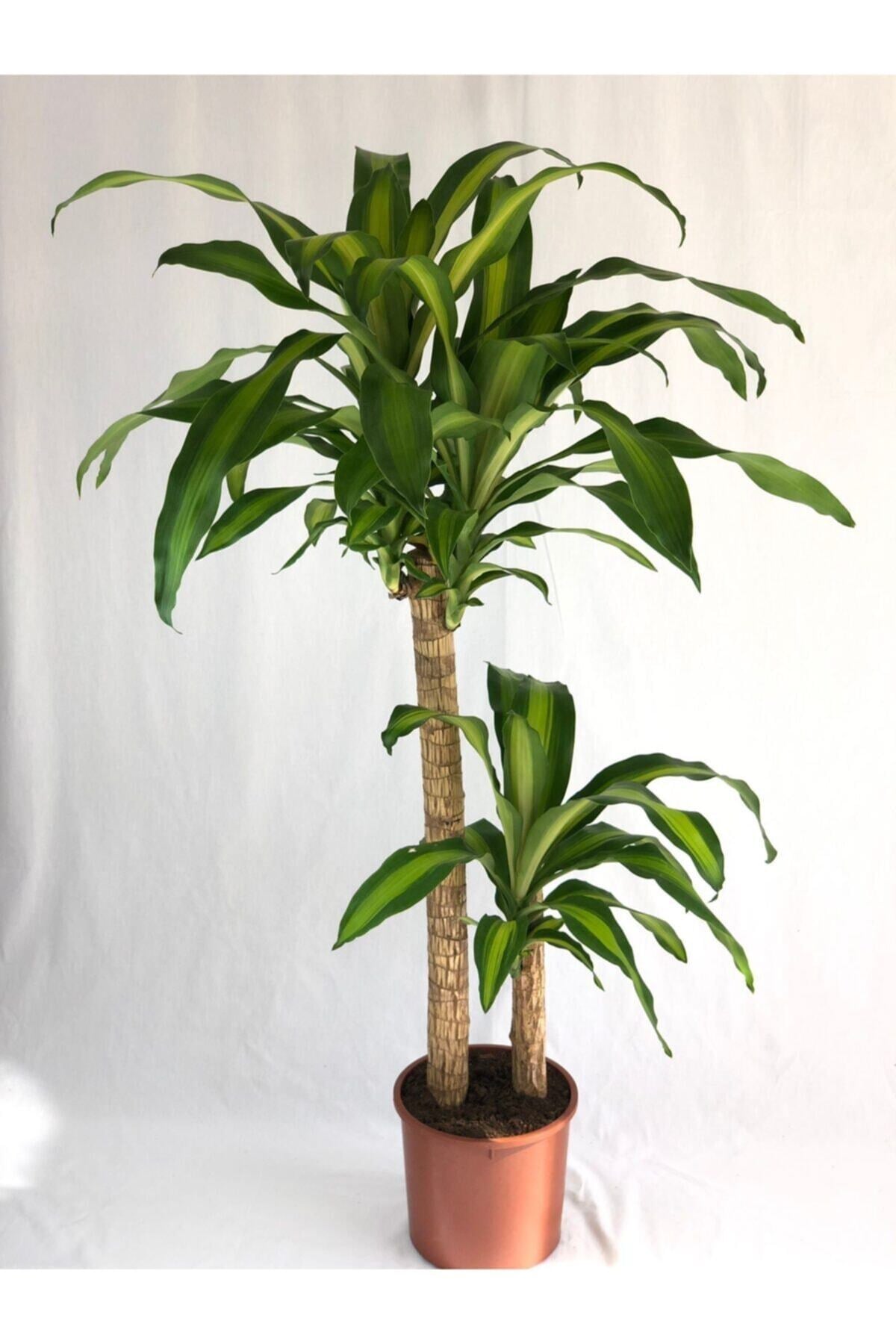 Parmia Garden Dracaena Massengena - 2 Gövdeli