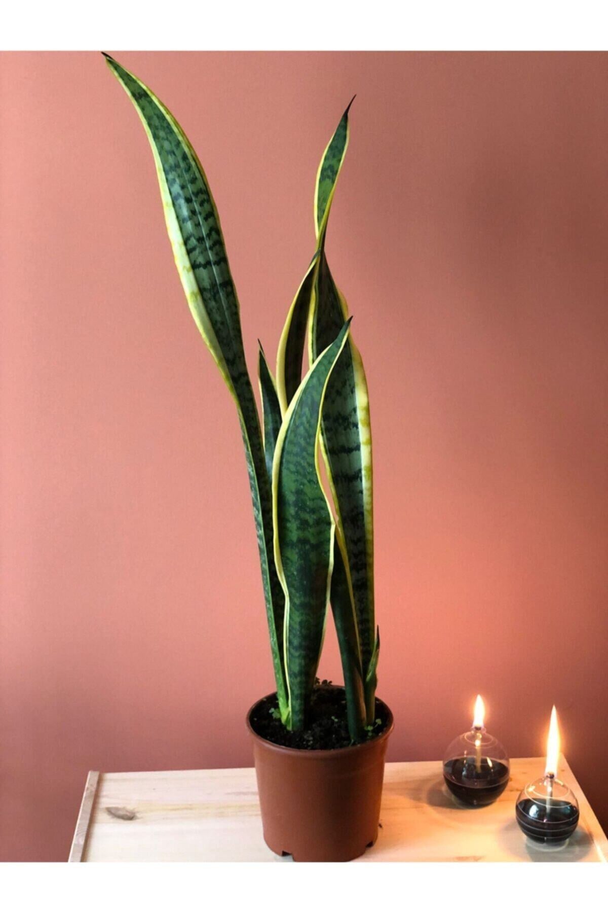 Parmia Garden Sansevieria Black Gold Large (paşa Kılıcı-uzun)