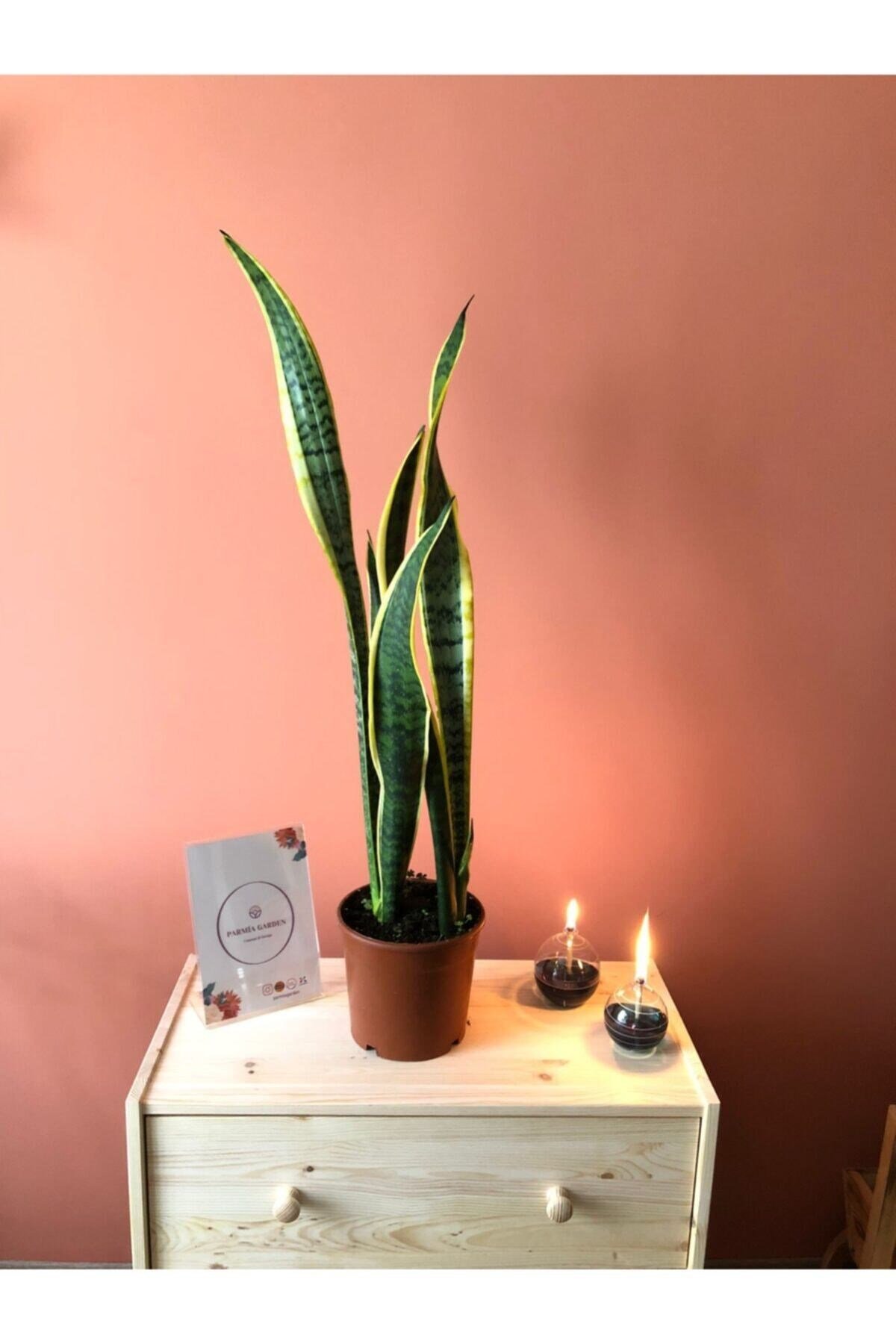 Parmia Garden Sansevieria Black Gold Large (paşa Kılıcı-uzun)