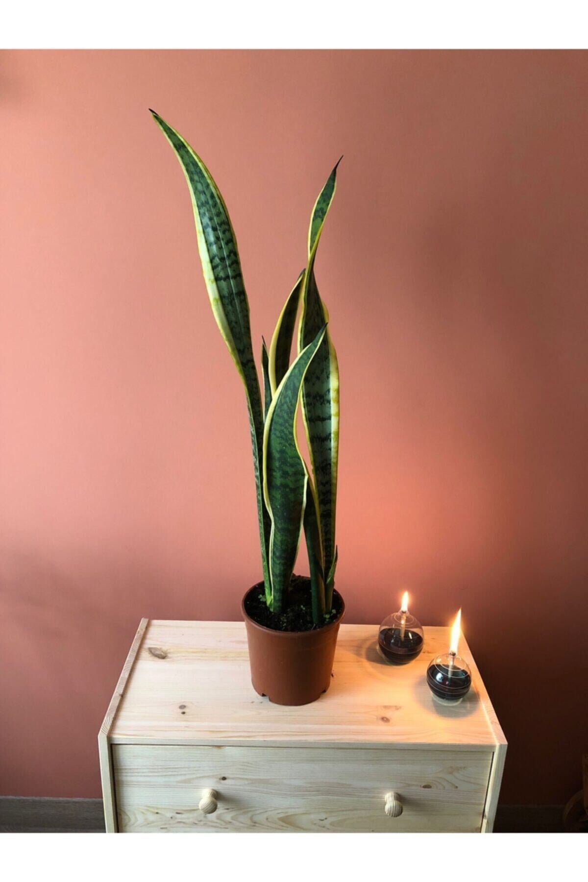 Parmia Garden Sansevieria Black Gold Large (paşa Kılıcı-uzun)