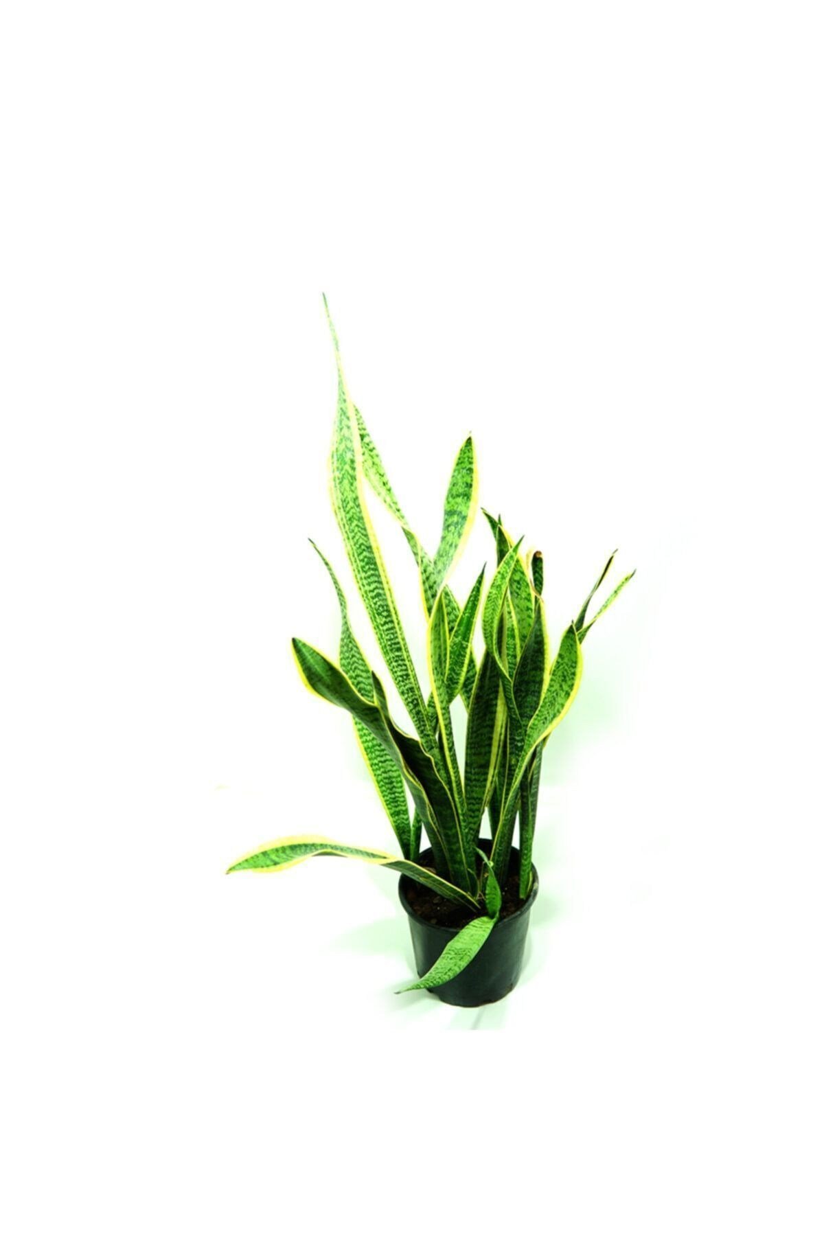 Paşa Kılıcı - Sanseveria