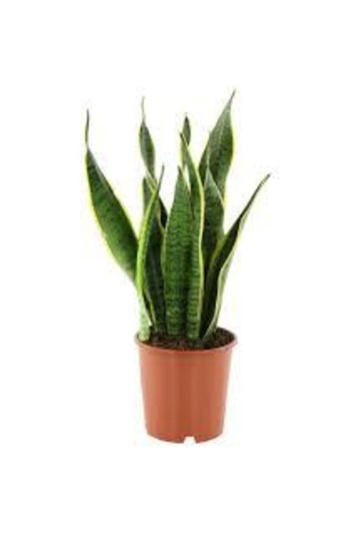 Paşa Kılıcı Sansevieria 70-80 Cm