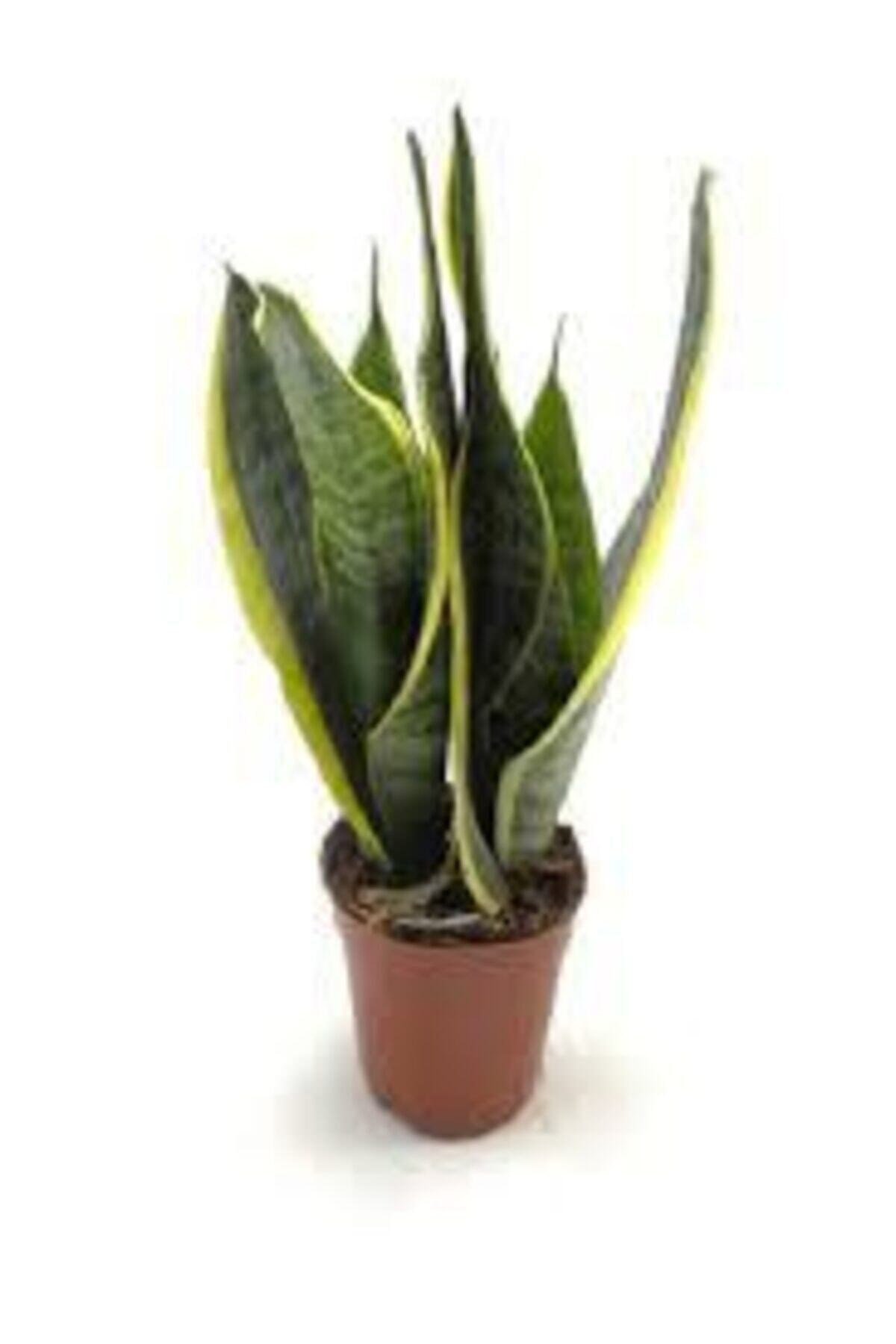 Paşa Kılıcı Sansevieria 70-80 Cm