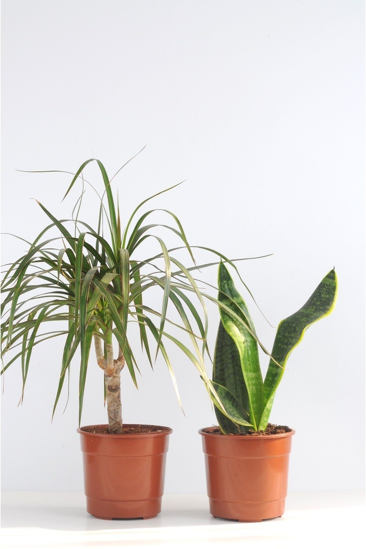 Paşa Kılıcı Ve Drasena Bitkisi Sansevieria Black Gold Drasena Marginata Üretim Saksılı 2'li Set