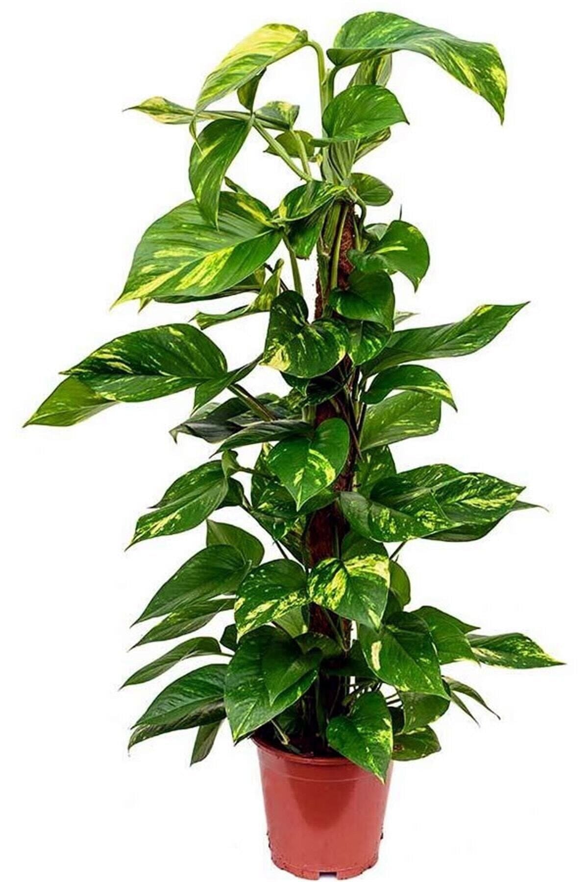 Pathos Salon Sarmaşığı 80-100 Cm
