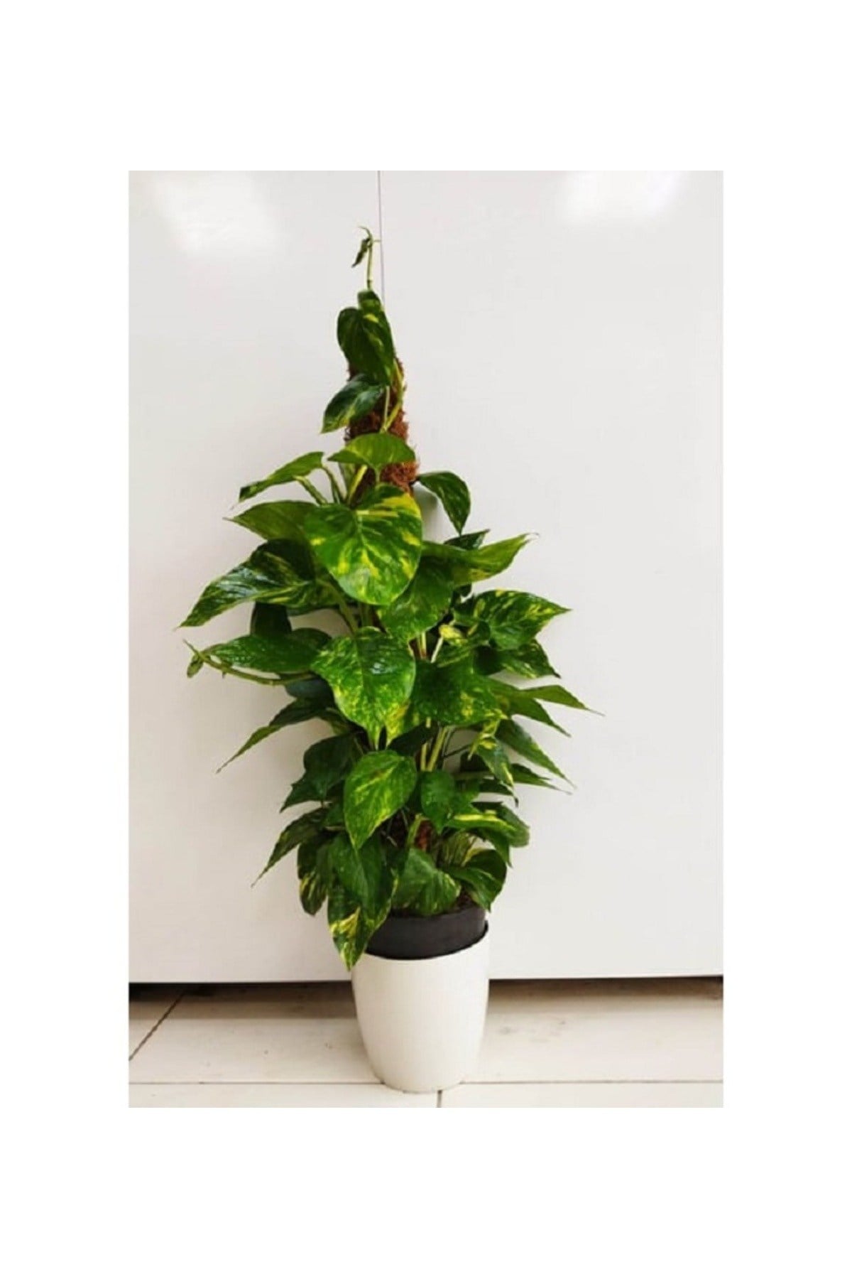 Patos Salon Sarmaşığı 100cm Bitkisi Dekoratif Saksılı Pothos Sarmaşığı