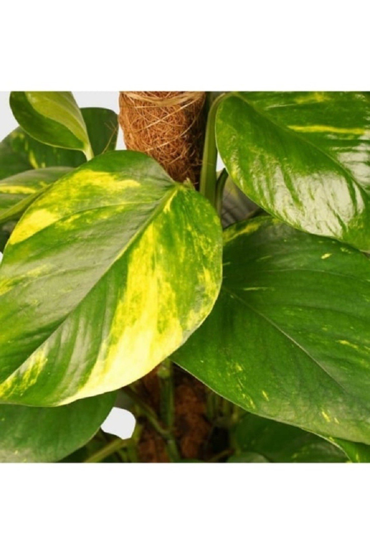 Patos Salon Sarmaşığı 100cm Bitkisi Dekoratif Saksılı Pothos Sarmaşığı