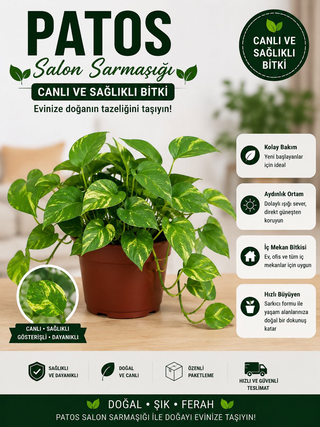 Patos Salon Sarmaşığı