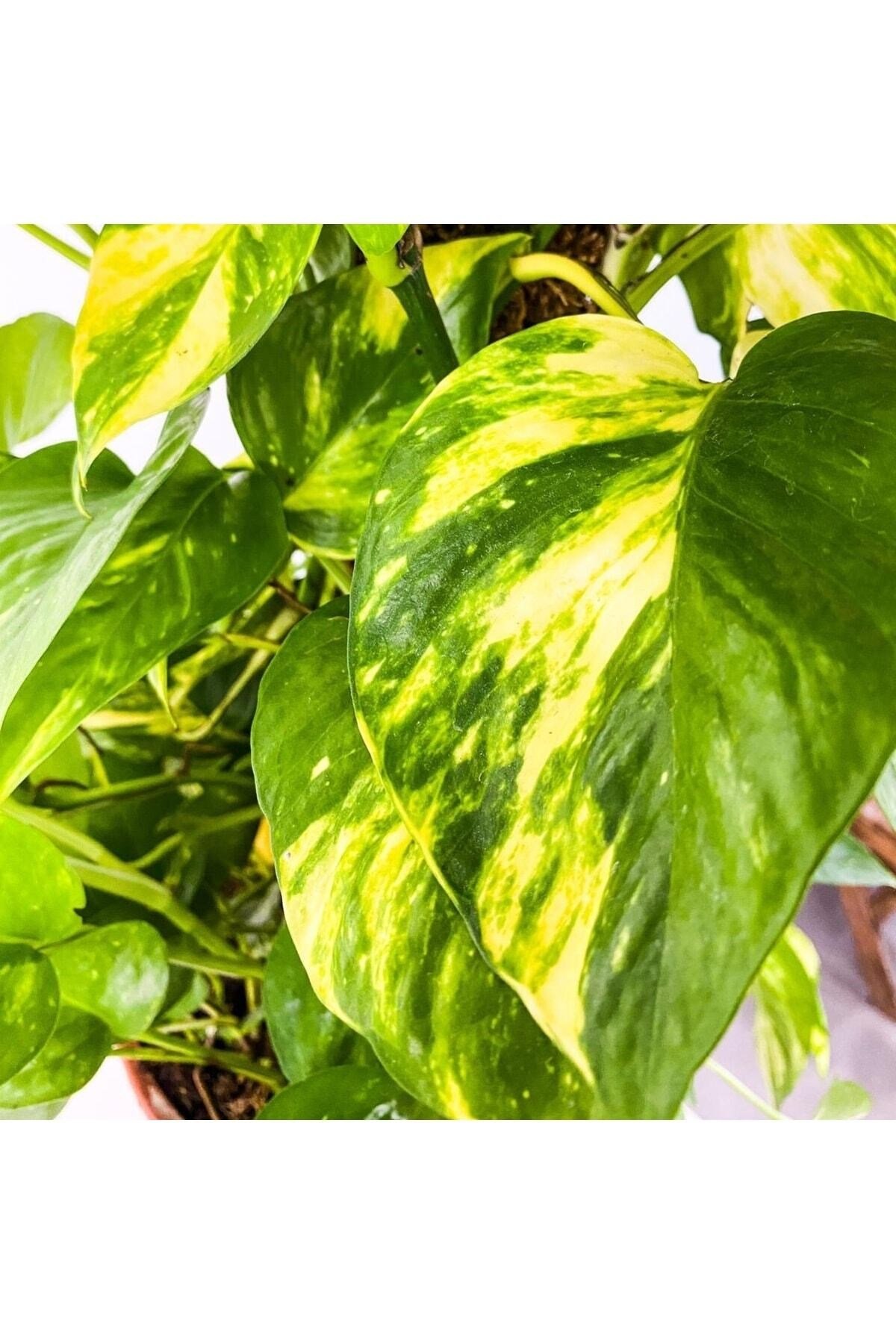 Patos - Salon Sarmaşığı - Epipremnum Aureum