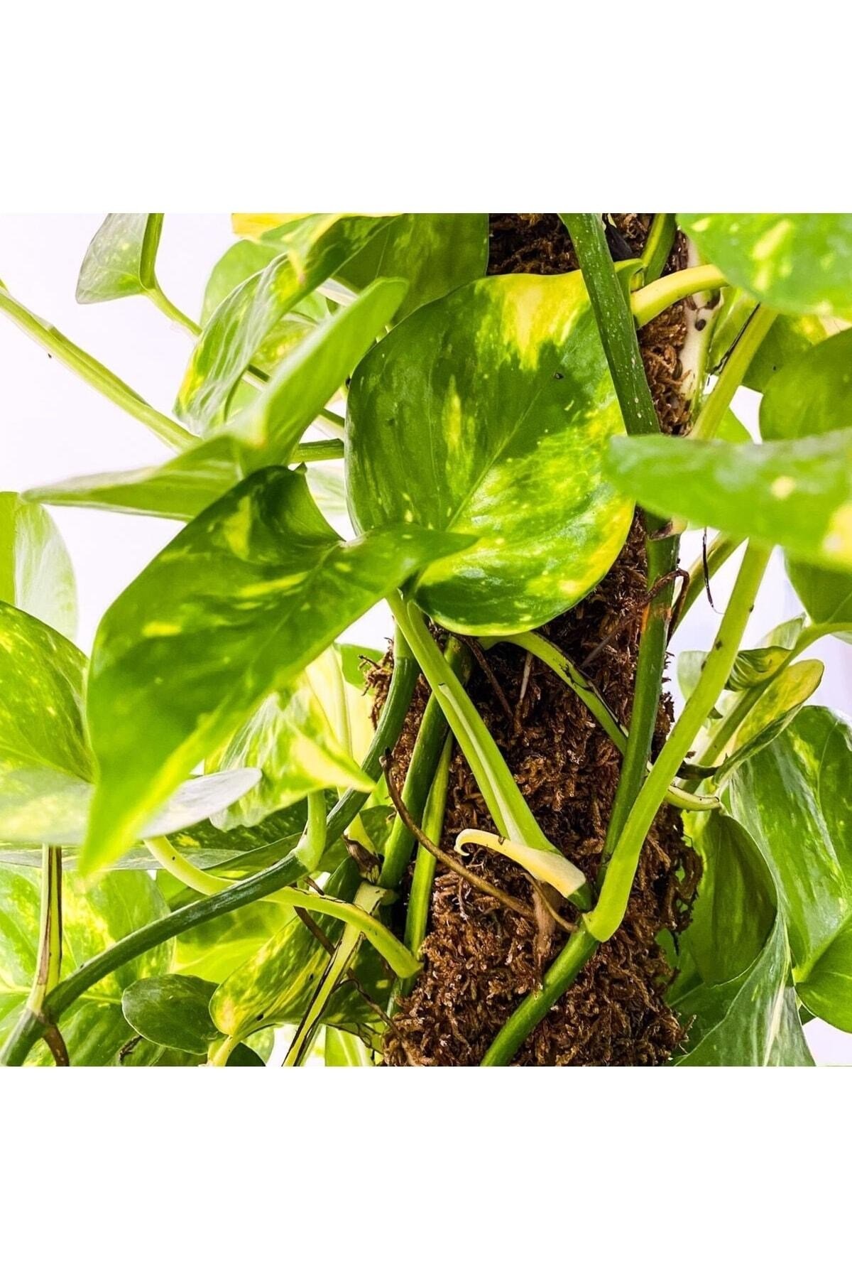 Patos - Salon Sarmaşığı - Epipremnum Aureum