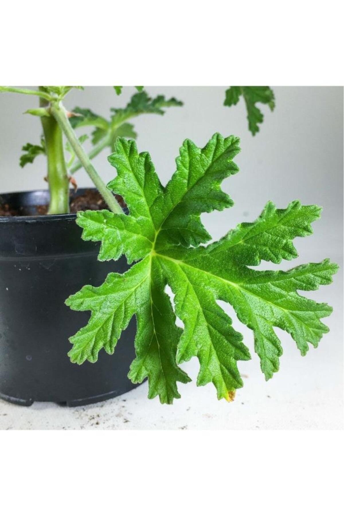 Pelargonium Graveolens - Itır Bitkisi Mis Kokulu (8.5 Cm Saksıda)