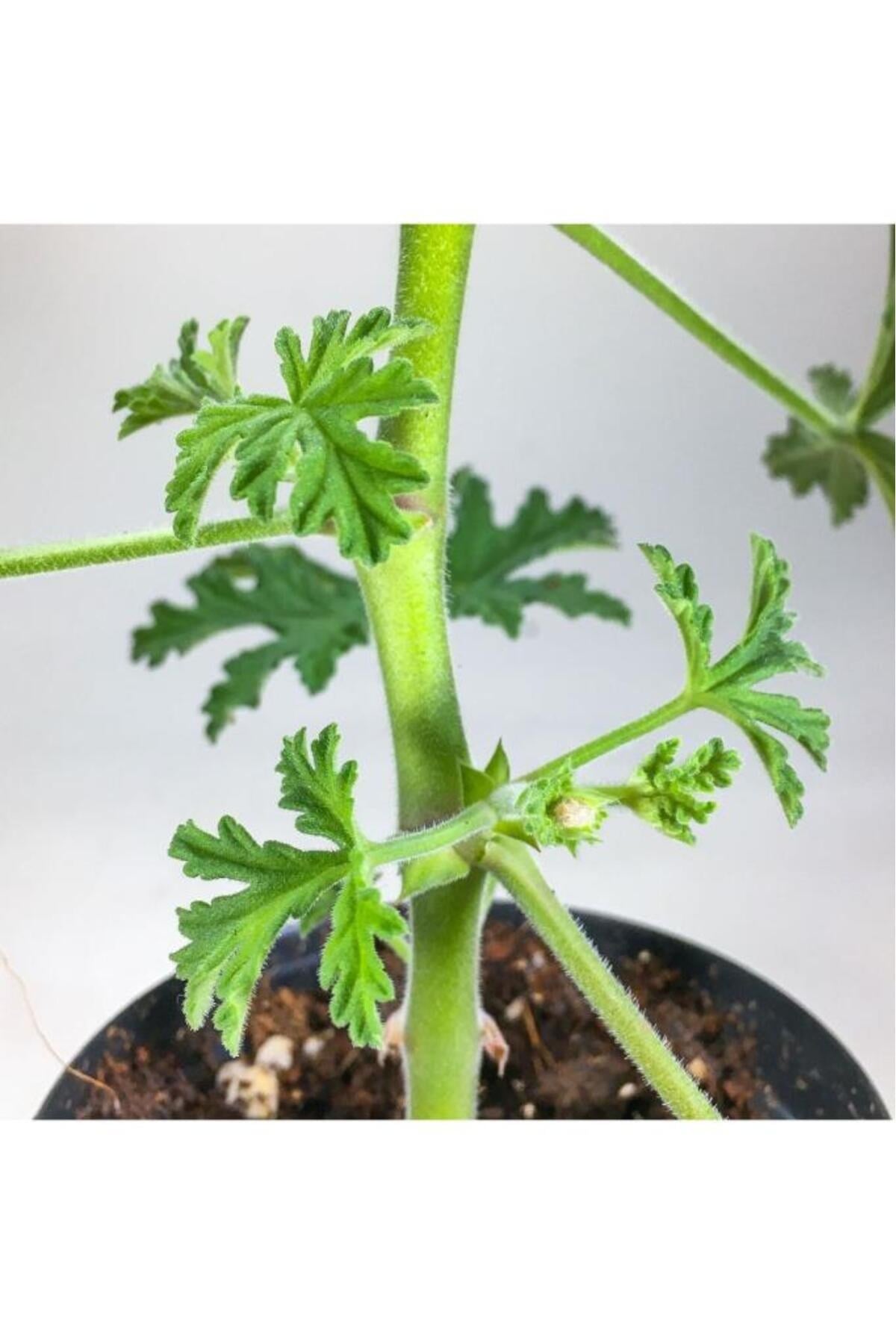 Pelargonium Graveolens - Itır Bitkisi Mis Kokulu (8.5 Cm Saksıda)