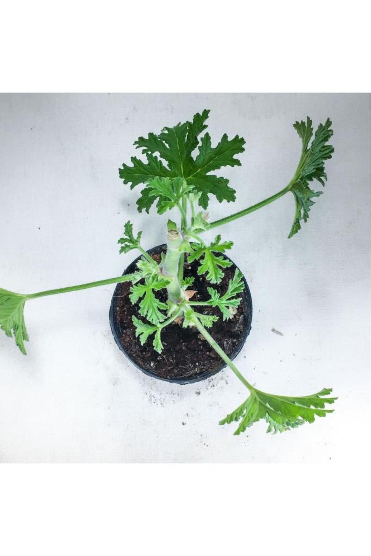 Pelargonium Graveolens - Itır Bitkisi Mis Kokulu (8.5 Cm Saksıda)
