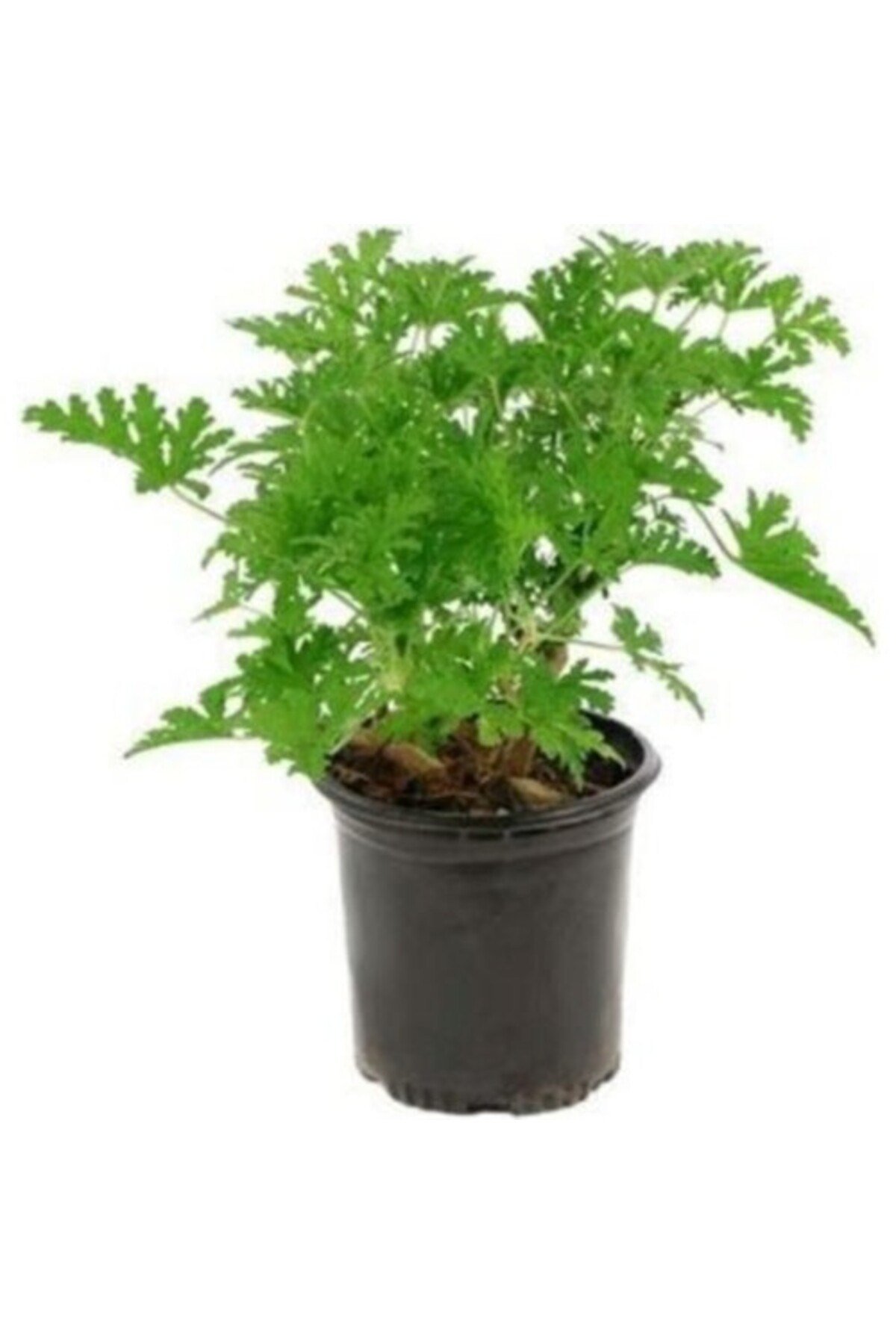 Pelargonium Odoratissimum Itır Bitkisi 10-20 cm