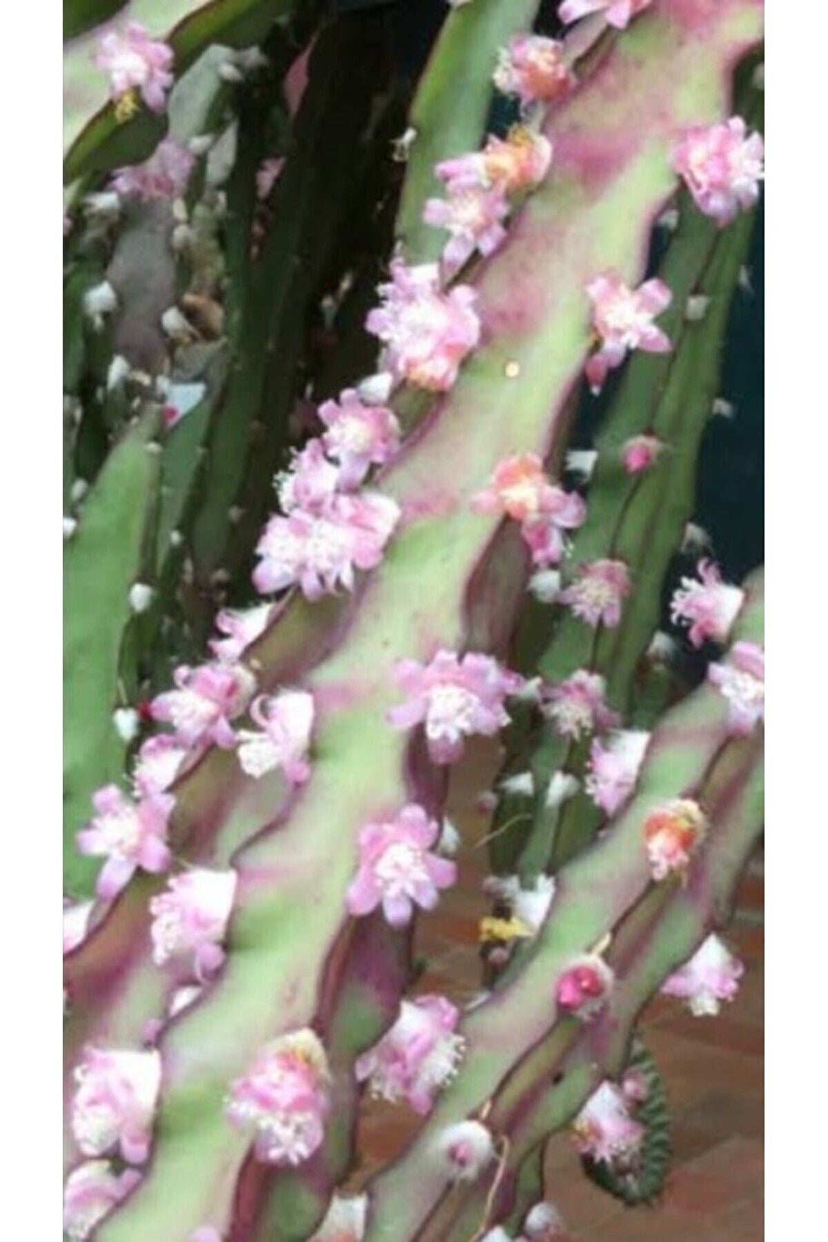 Pembe Açan Lepismium Atlas Çiçeği Fidesi
