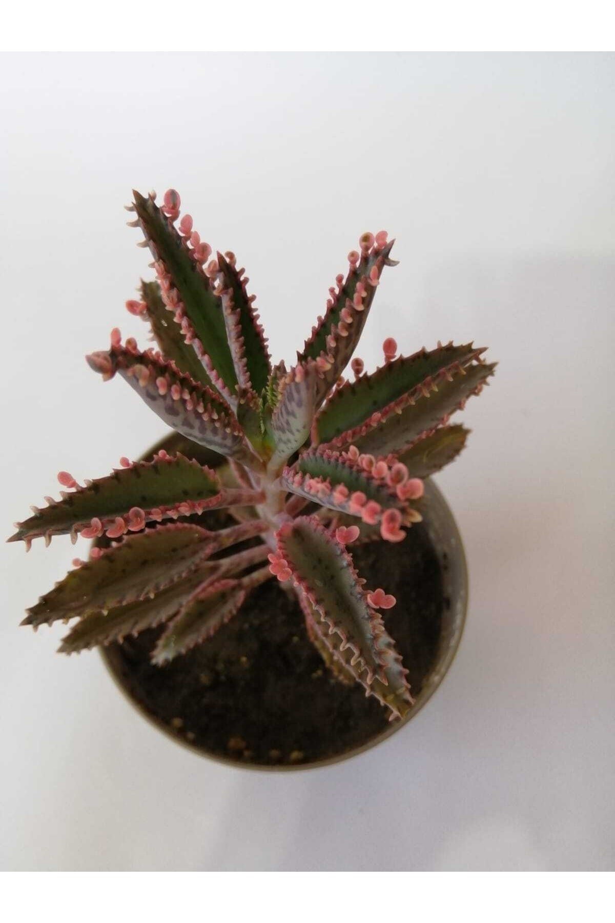 Pembe Aşkın Gözyaşı