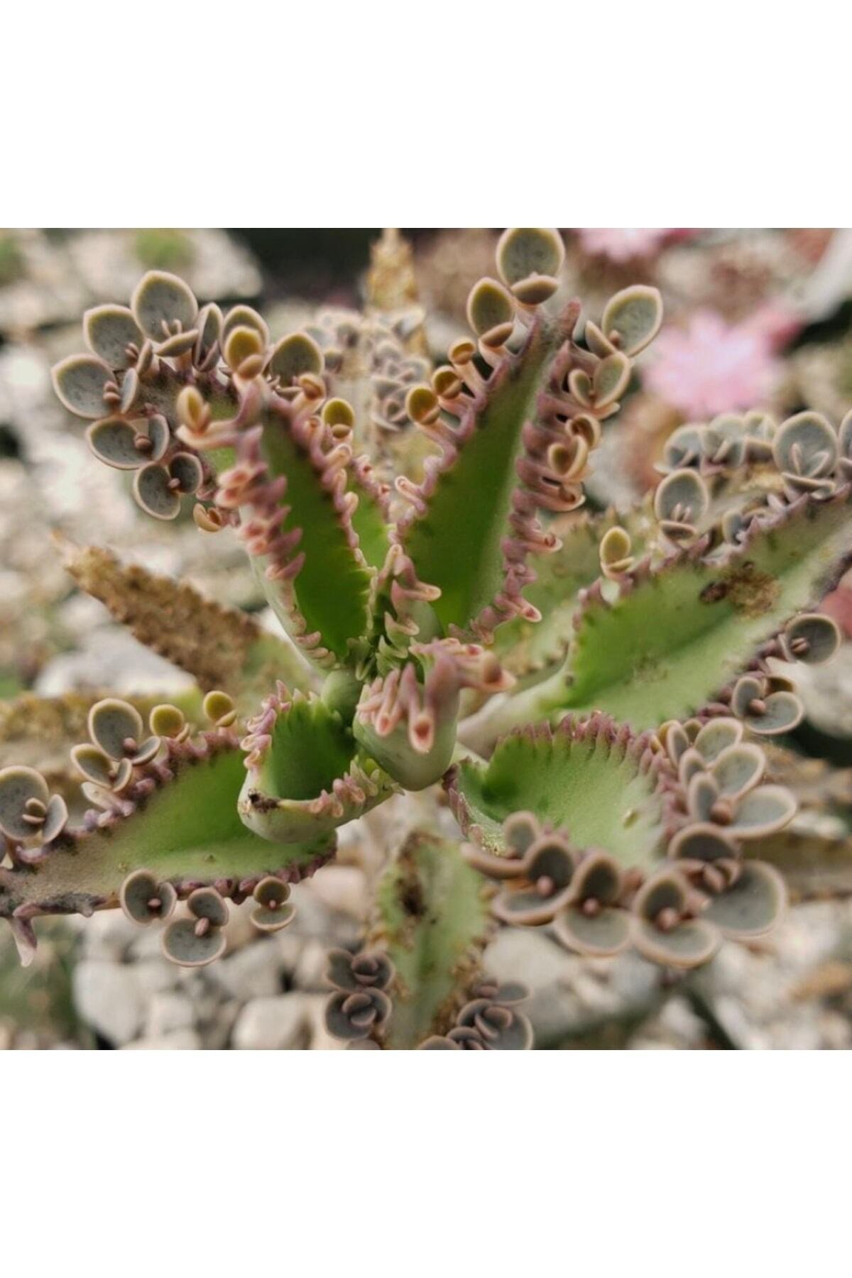 Pembe Aşkın Gözyaşı Çiçeği Fidesi Sukulent 5,5 Cm Saksıda