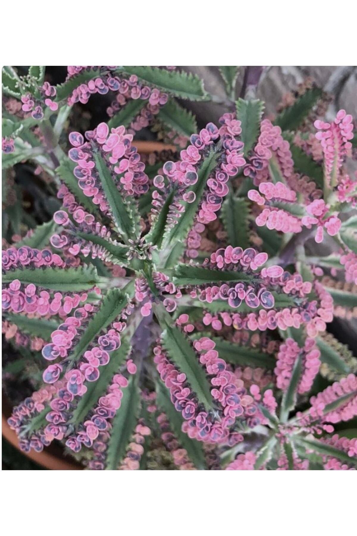 Pembe Aşkın Gözyaşı Çiçeği Fidesi Sukulent 5,5 Cm Saksıda
