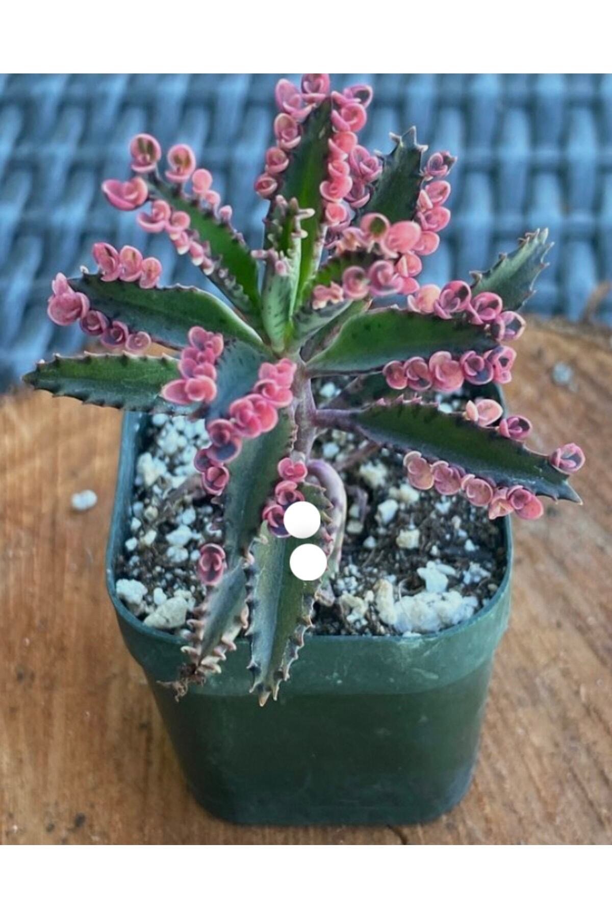 Pembe Aşkın Gözyaşı Çiçeği Fidesi Sukulent 5,5 Cm Saksıda