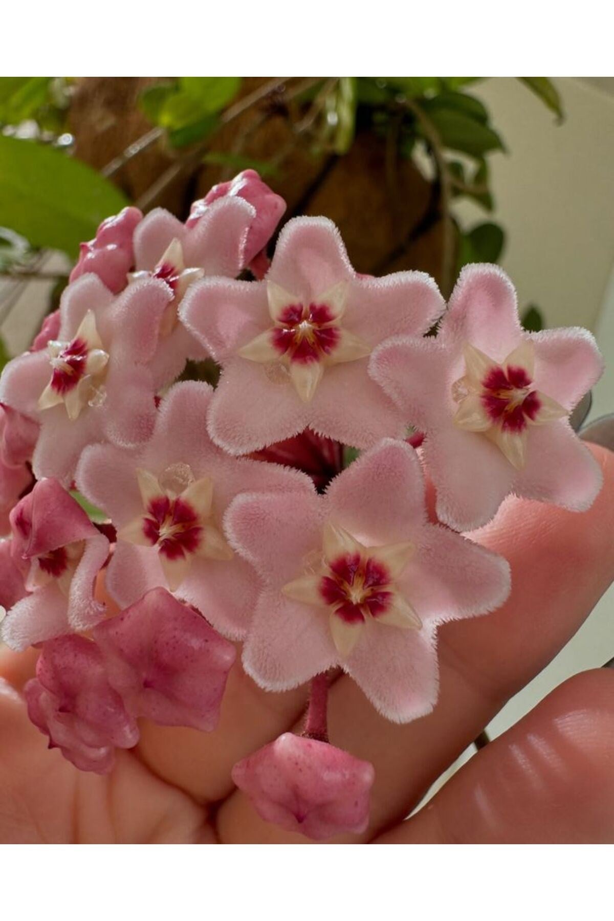 Pembe-Beyaz Yıldız Çiçekli Hoya Carnosa Mum Çiçeği Fidanı
