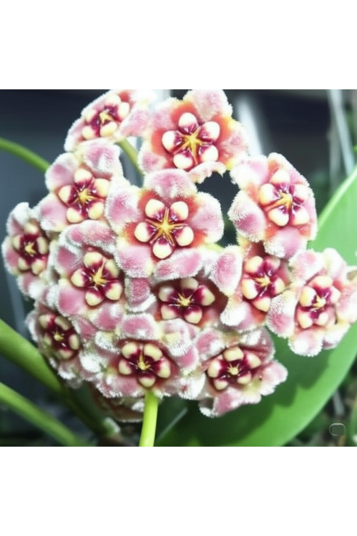Pembe Kadife Yıldızı Hoya Carnosa Mum Çiçeği Fidanı