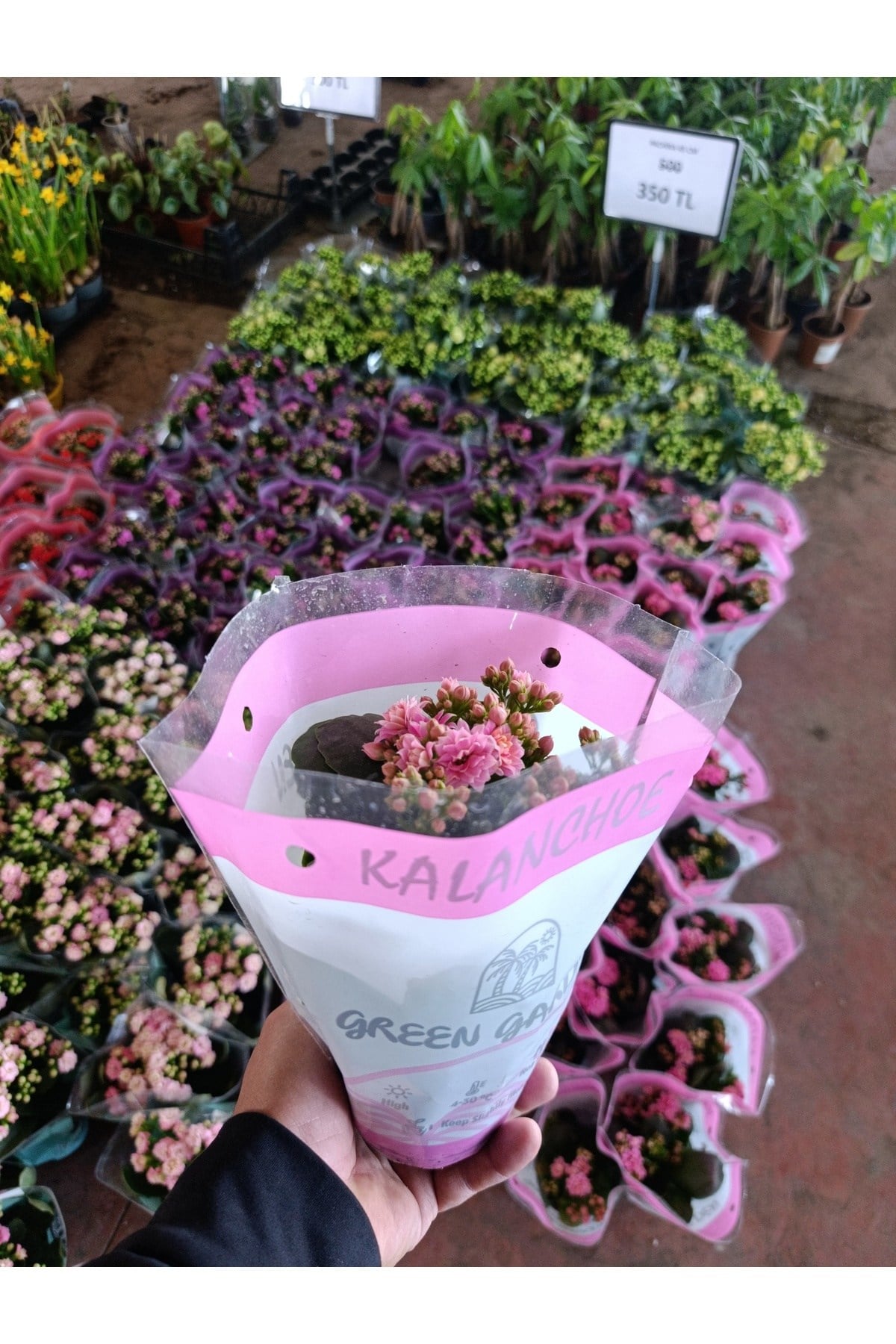 Pembe Kalanchoe Kalandiva Canlı Çiçek - Hediyelik, Dayanıklı Ev Bitkisi