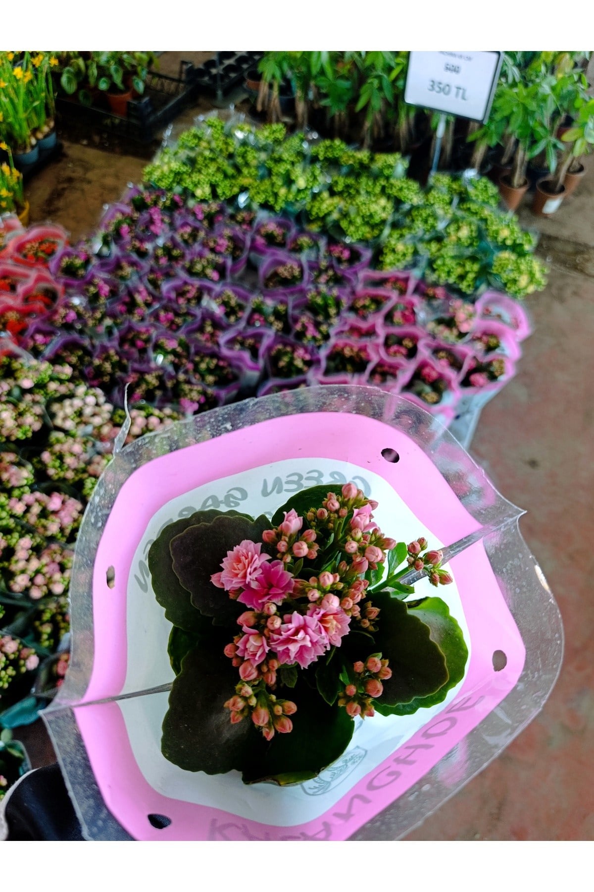 Pembe Kalanchoe Kalandiva Canlı Çiçek - Hediyelik, Dayanıklı Ev Bitkisi