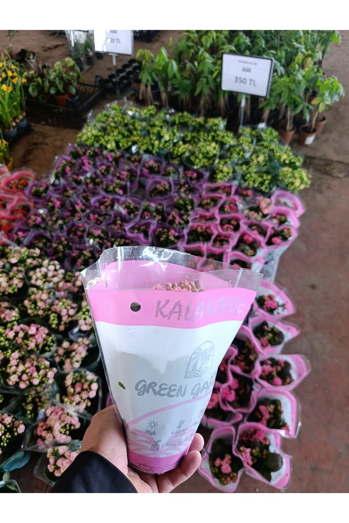 Pembe Kalanchoe Kalandiva Canlı Çiçek - Hediyelik, Dayanıklı Ev Bitkisi
